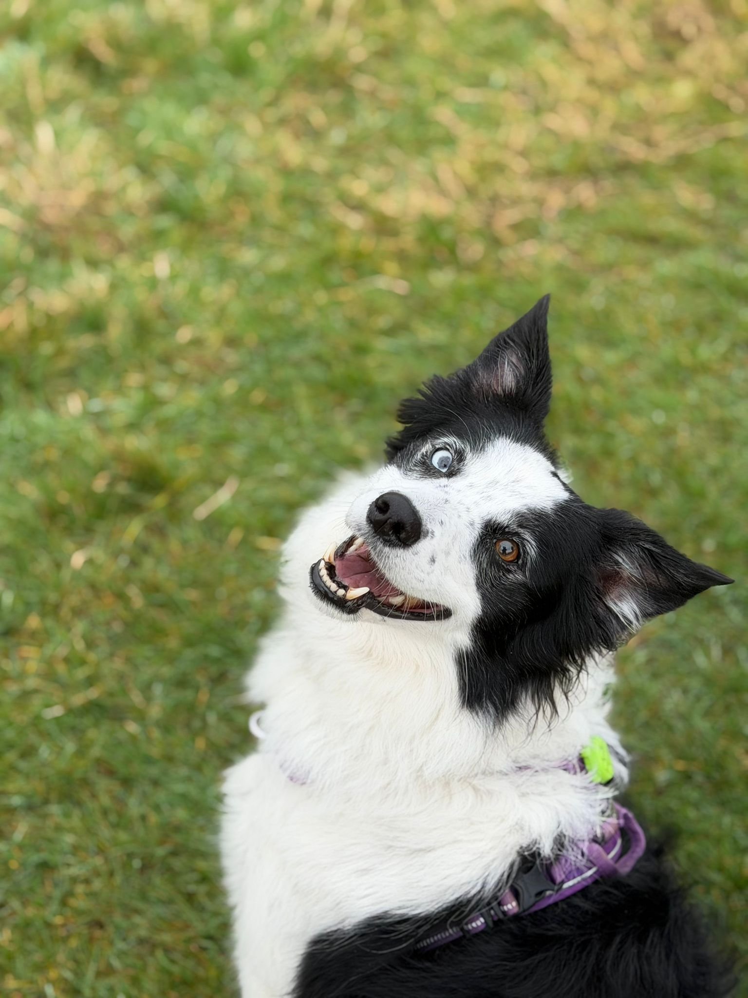 Border Collie dog with black and white fur, one blue eye and one brown eye, sitting on grass looking up with a happy expression.