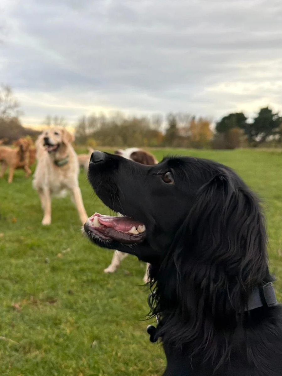 Black retriever dog sitting on grass with its mouth open, looking up. In the background, there are several other dogs, including a cream-colored dog standing with its mouth open and relaxed, other dogs playing, and trees under a cloudy sky.