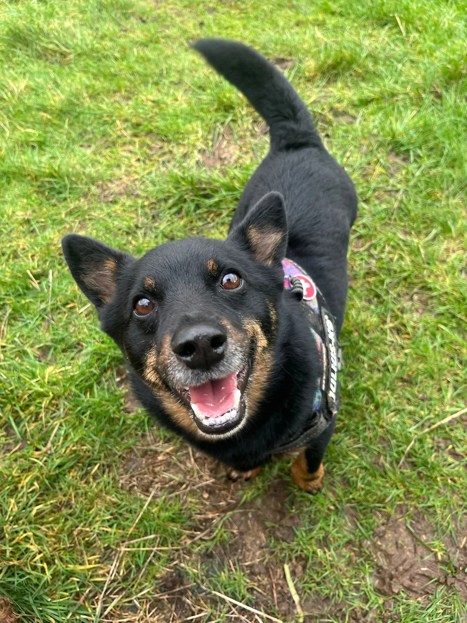 Smiling black and tan dog with pointed ears and a wagging tail standing on grass.