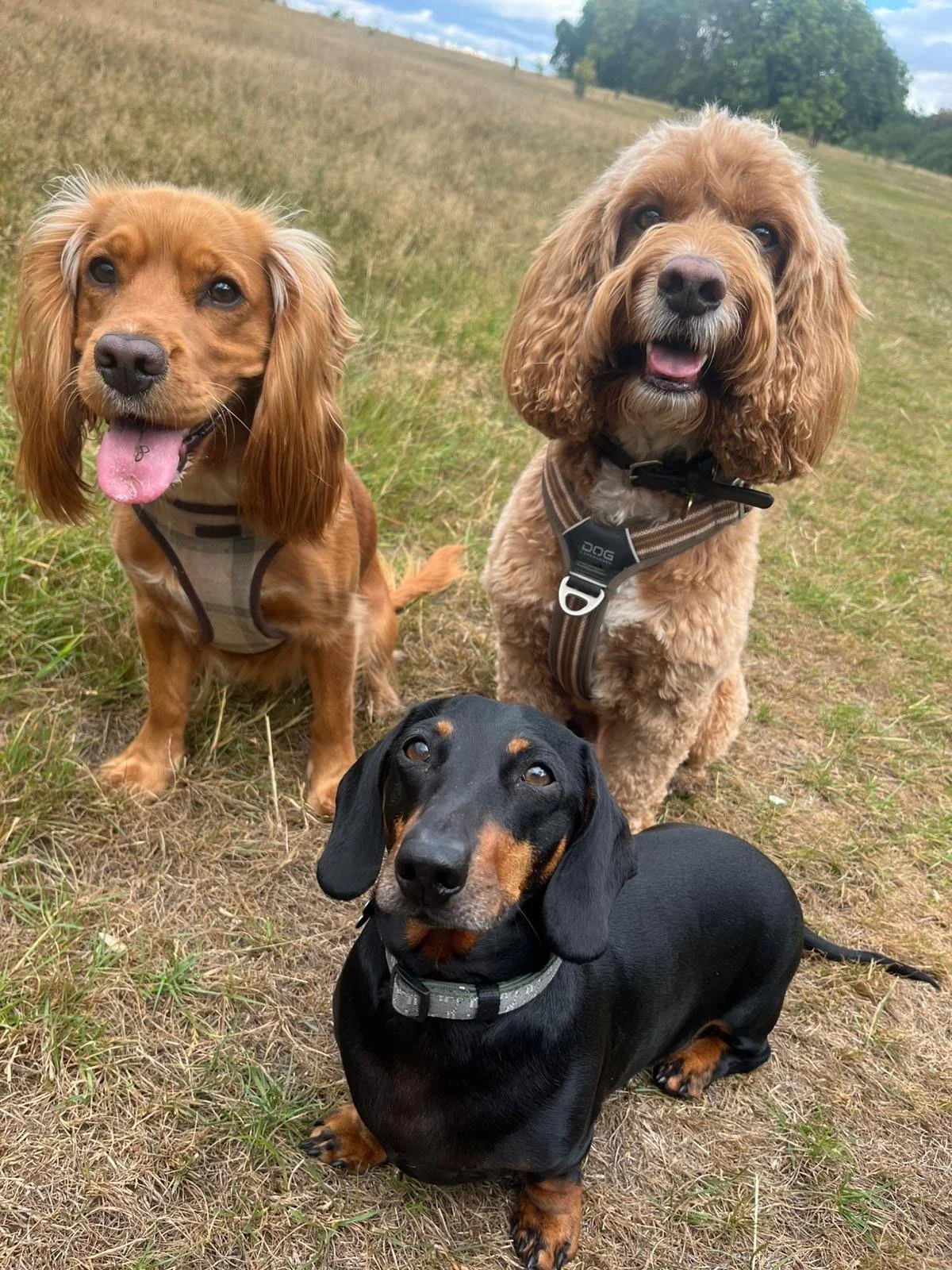 Three dogs sitting on grassy field with trees in background