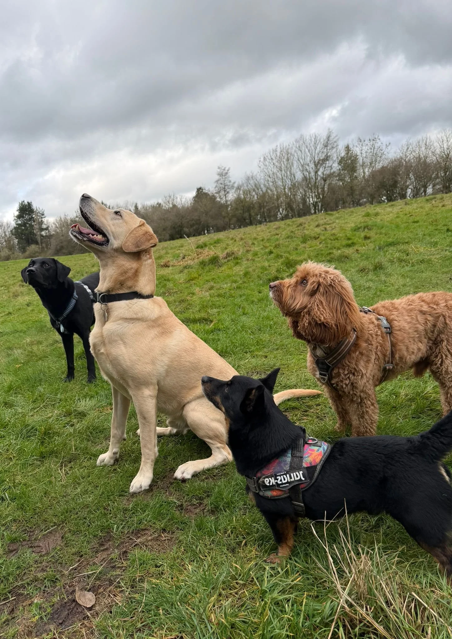 Five dogs of different breeds sitting and standing on a grassy field with cloudy sky and trees in the background.