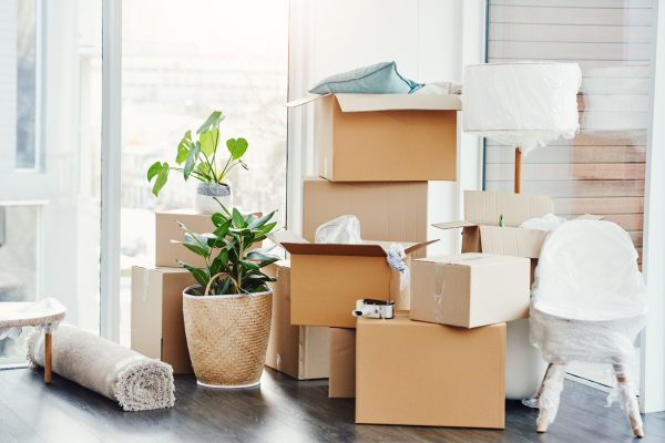 Multiple moving boxes and packing supplies in a sunlit room, including plants, cardboard boxes, and packing paper.