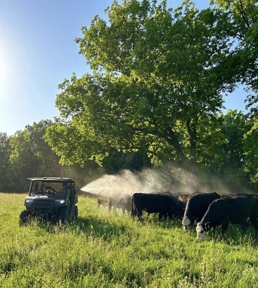 Cows grazing in a field while a person on a side-by-side utility vehicle sprays them with fly spray during a sunny day with a large green tree in the background.