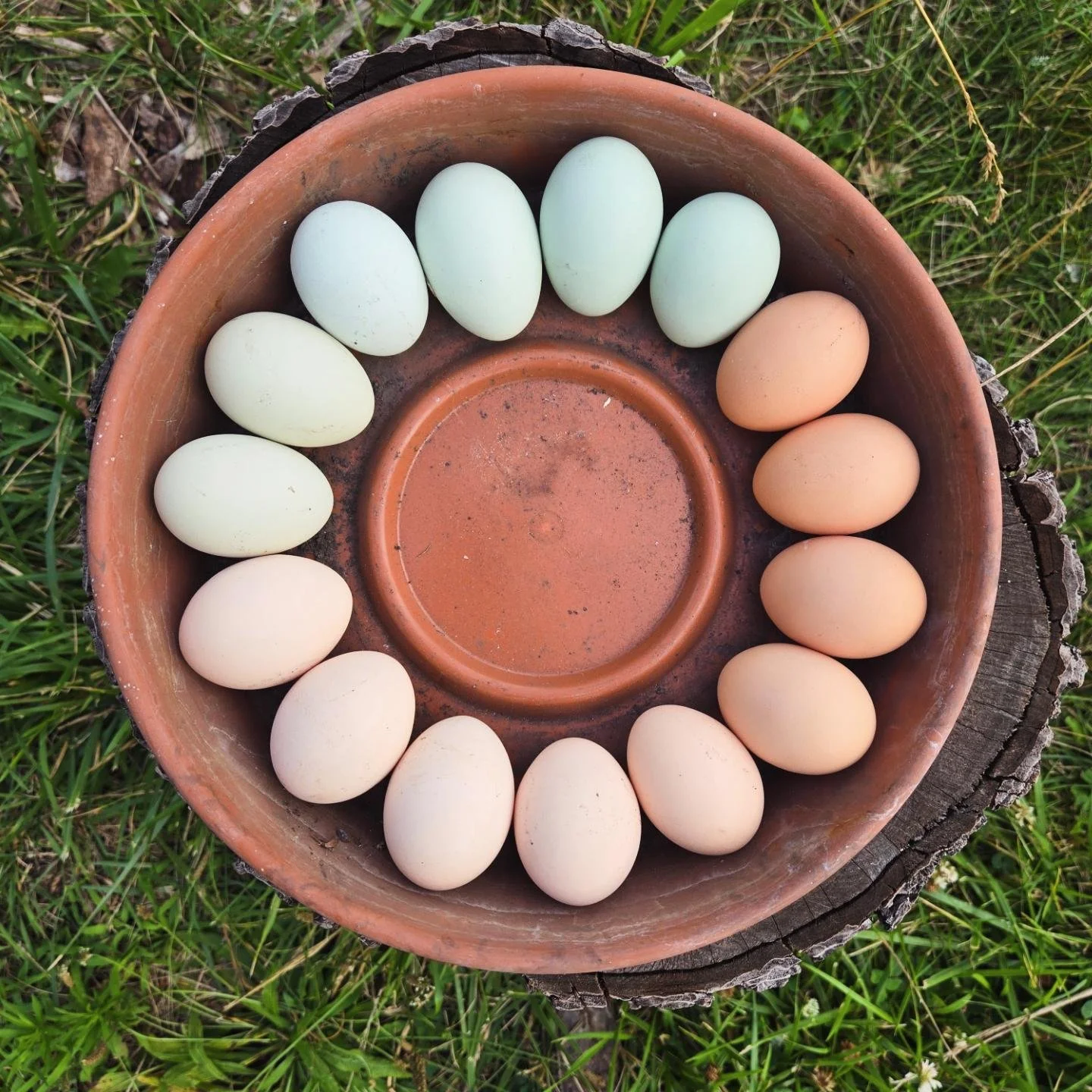 Multi-colored farm fresh eggs arranged in a circle around a terracotta dish
