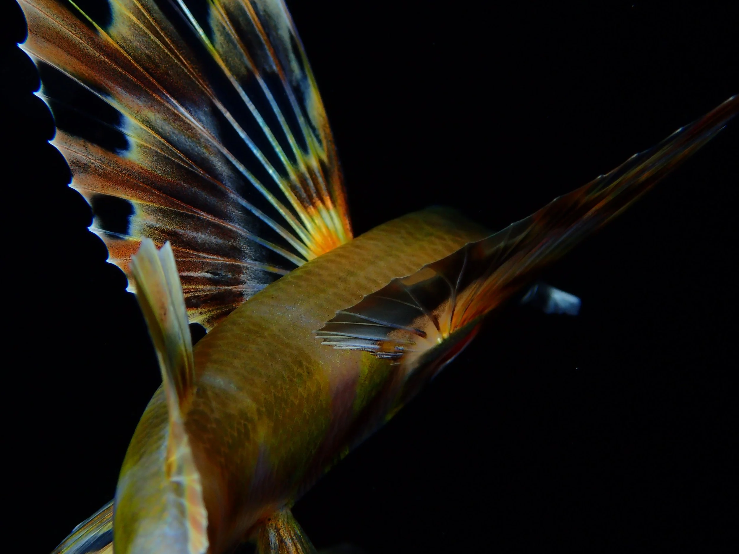 Close-up of a colorful fish with extended fins against a black background.  Cozumel Scuba Diving Dive with k8
