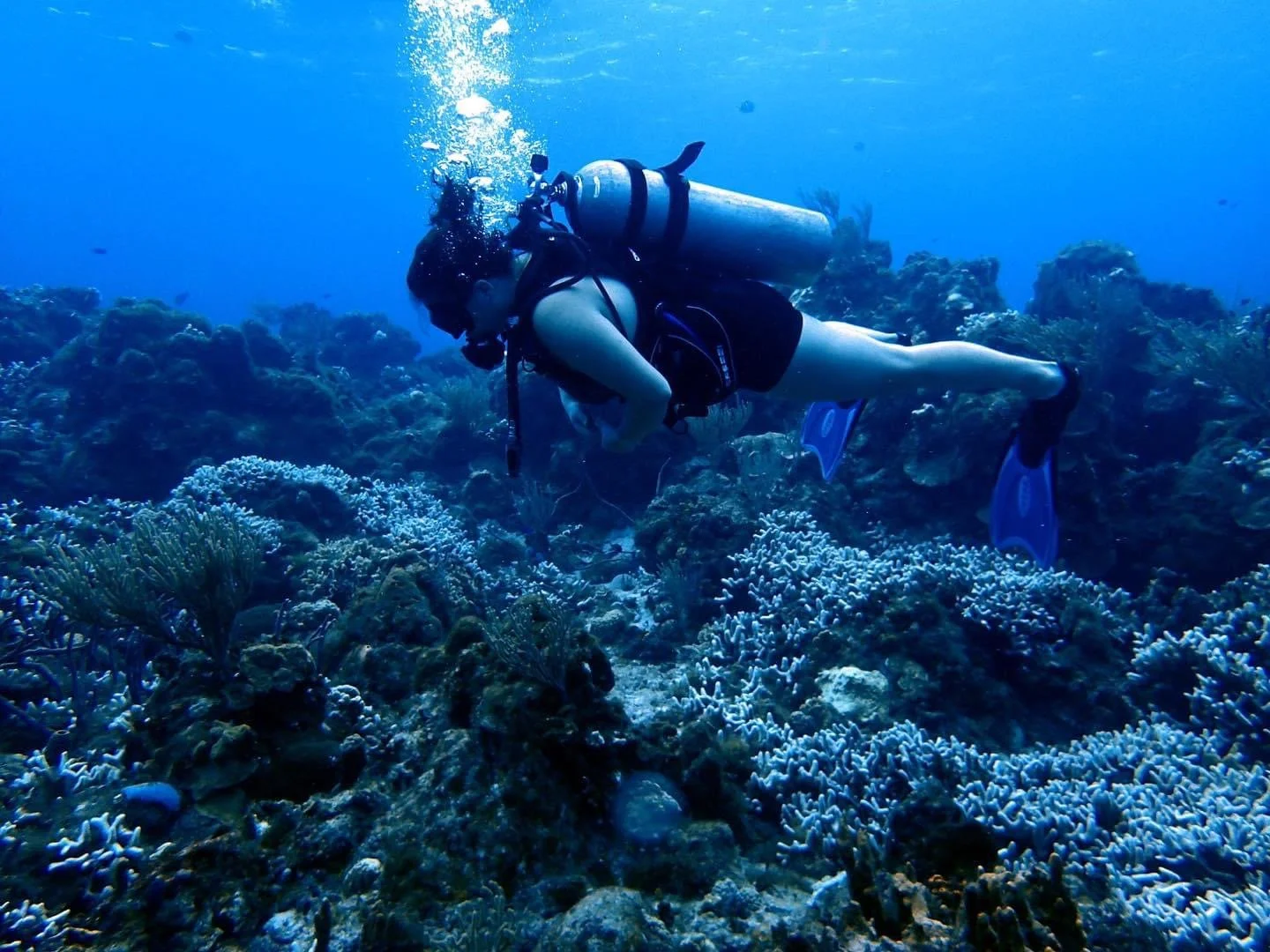 A person scuba diving underwater near coral reefs, wearing a wetsuit, mask, fins, and carrying a scuba tank.  Cozumel Scuba Diving Dive with k8