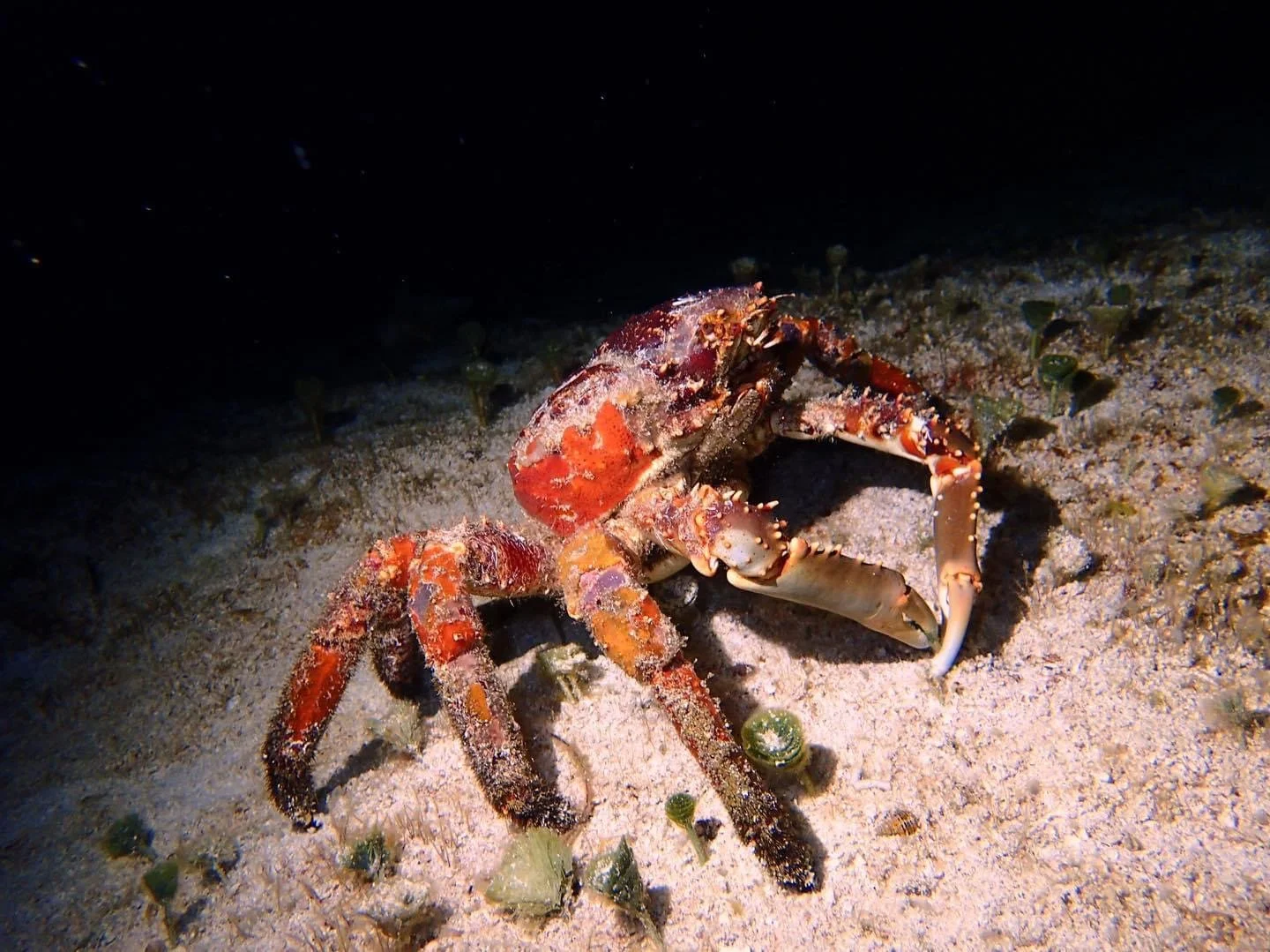 Cozumel Scuba Diving Dive with k8, Close-up of a camouflaged crab on the sandy ocean floor, with small green plants and sand particles around.