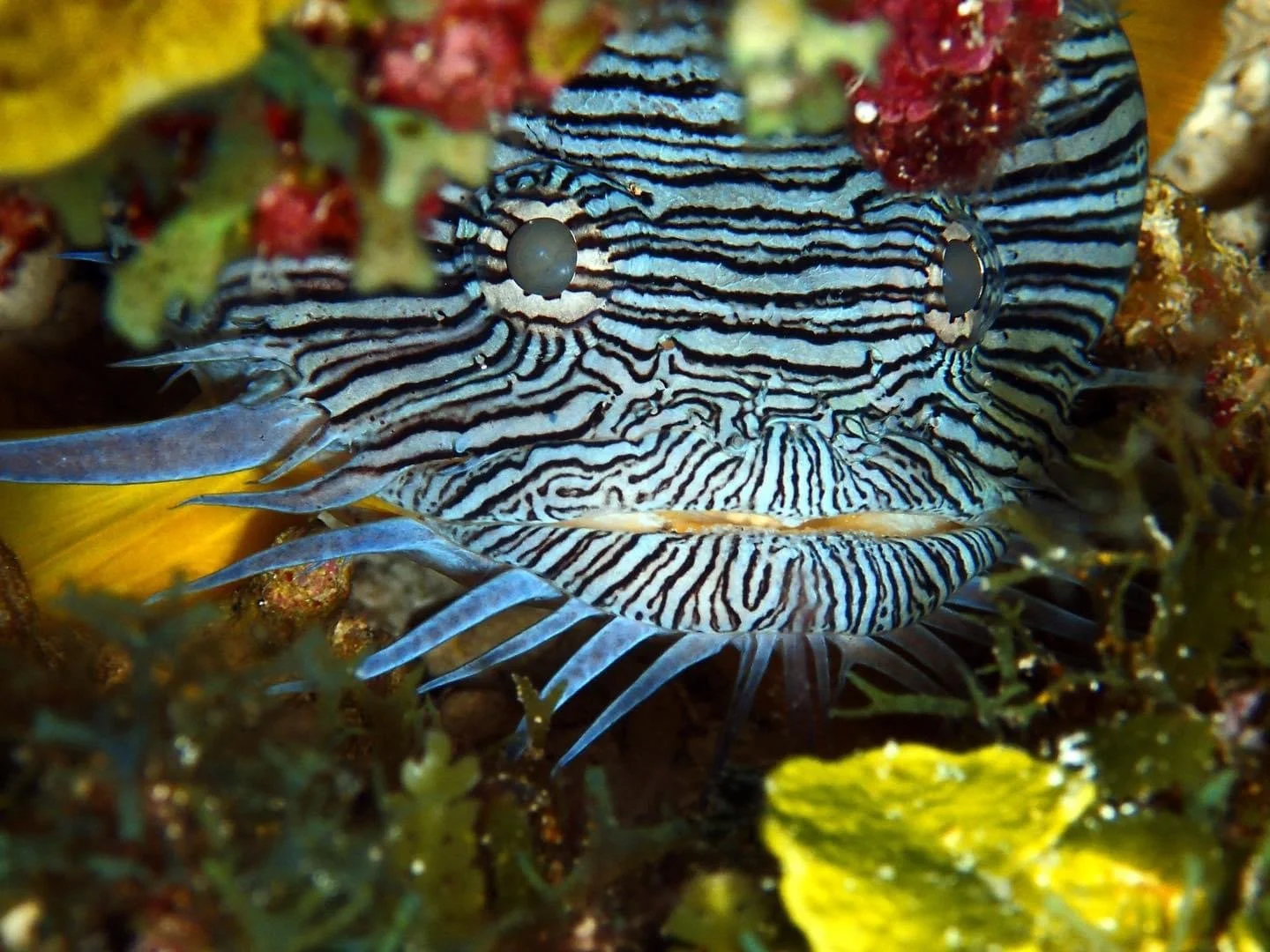 Close-up of a zebra crab with black and white striped body and spiny legs, camouflaged among rocks and algae underwater.  Cozumel Scuba Diving Dive with k8