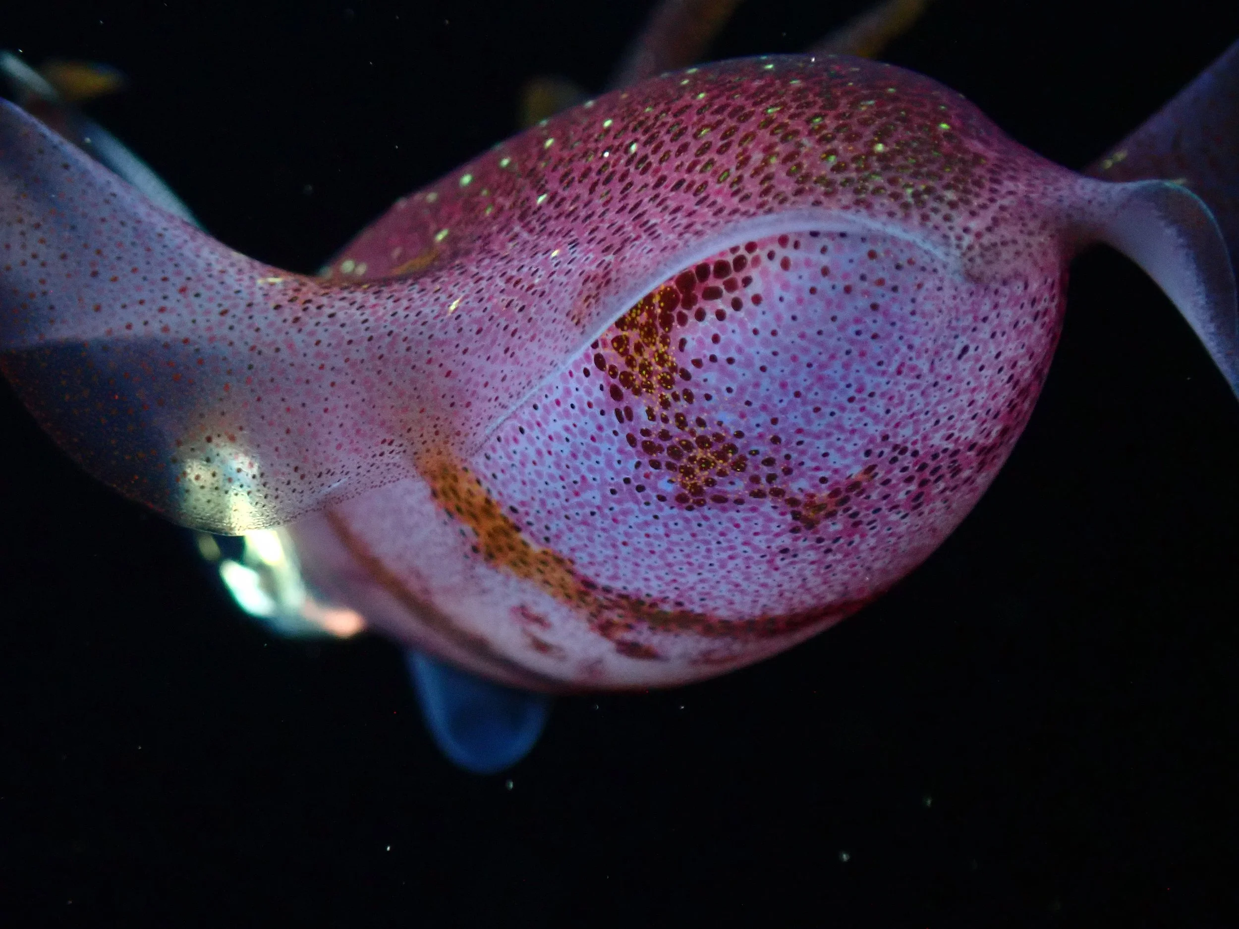 Close-up of a pink and purple octopus with dotted patterns, swimming in dark water. Cozumel Scuba Diving Dive with k8
