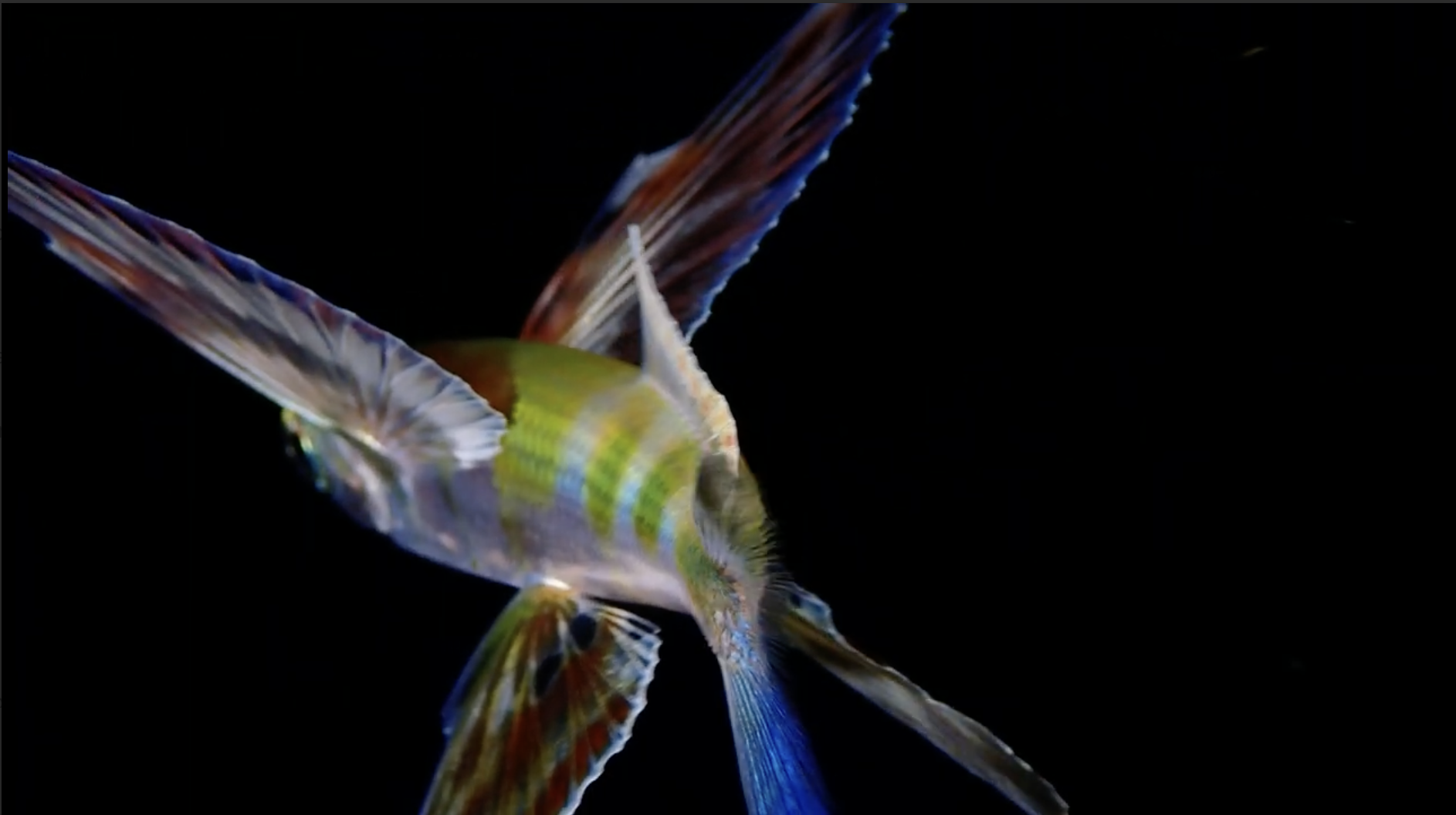 Close-up of a small, colorful fish with transparent wings, swimming against a black background.  Cozumel Scuba Diving Dive with k8