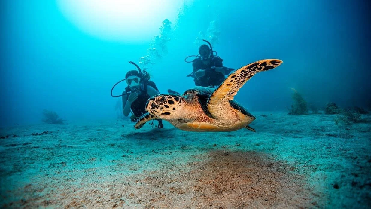 Underwater scene with two scuba divers observing a sea turtle swimming close to the ocean floor.  Cozumel Scuba Diving Dive with k8