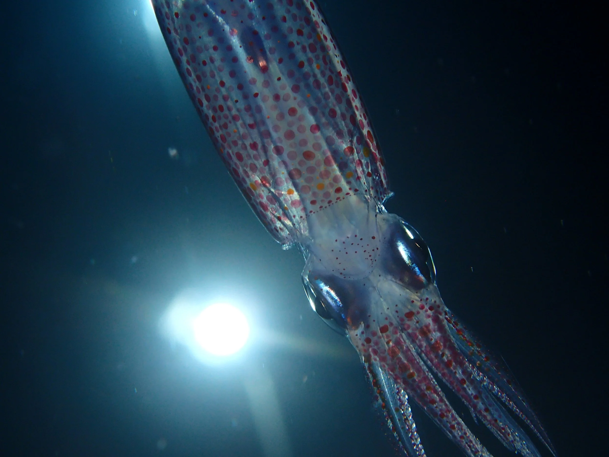 A close-up of a colorful, translucent squid swimming underwater with sunlight shining in the background.  Cozumel Scuba Diving Dive with k8