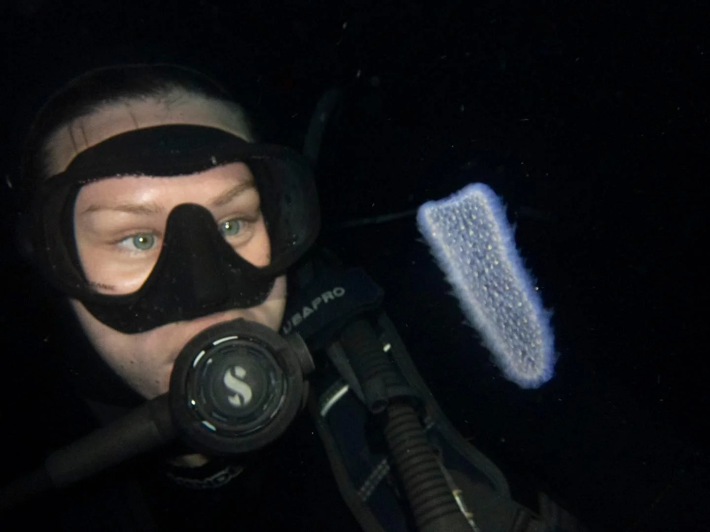 A scuba diver in black gear examines a white, fuzzy marine animal underwater in darkness.  Cozumel Scuba Diving Dive with k8