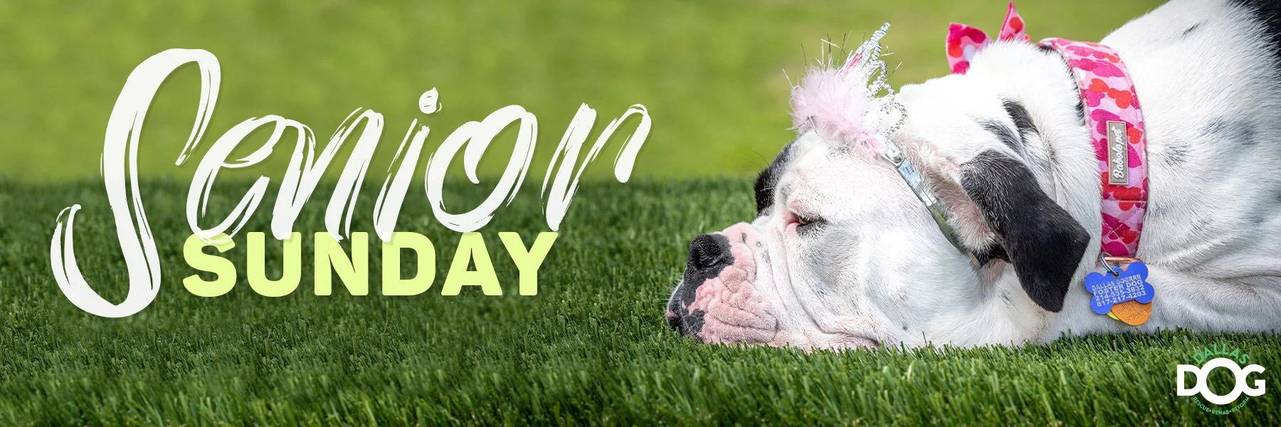 Senior Sunday_Web banner_2 copy.jpg