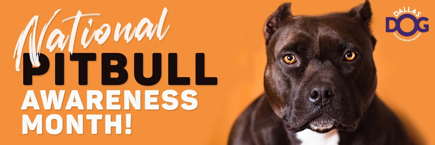 Pitbull Awareness Month_Web banner.jpg
