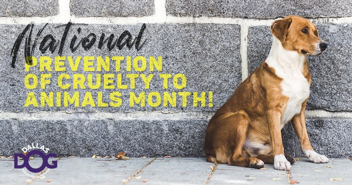 Prevention of cruelty_Post_1.jpg