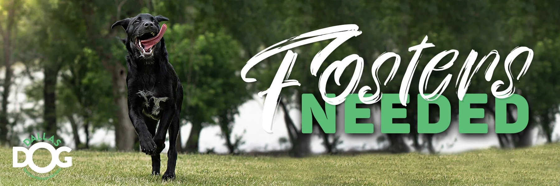 Fosters Needed banner_1 copy.jpg