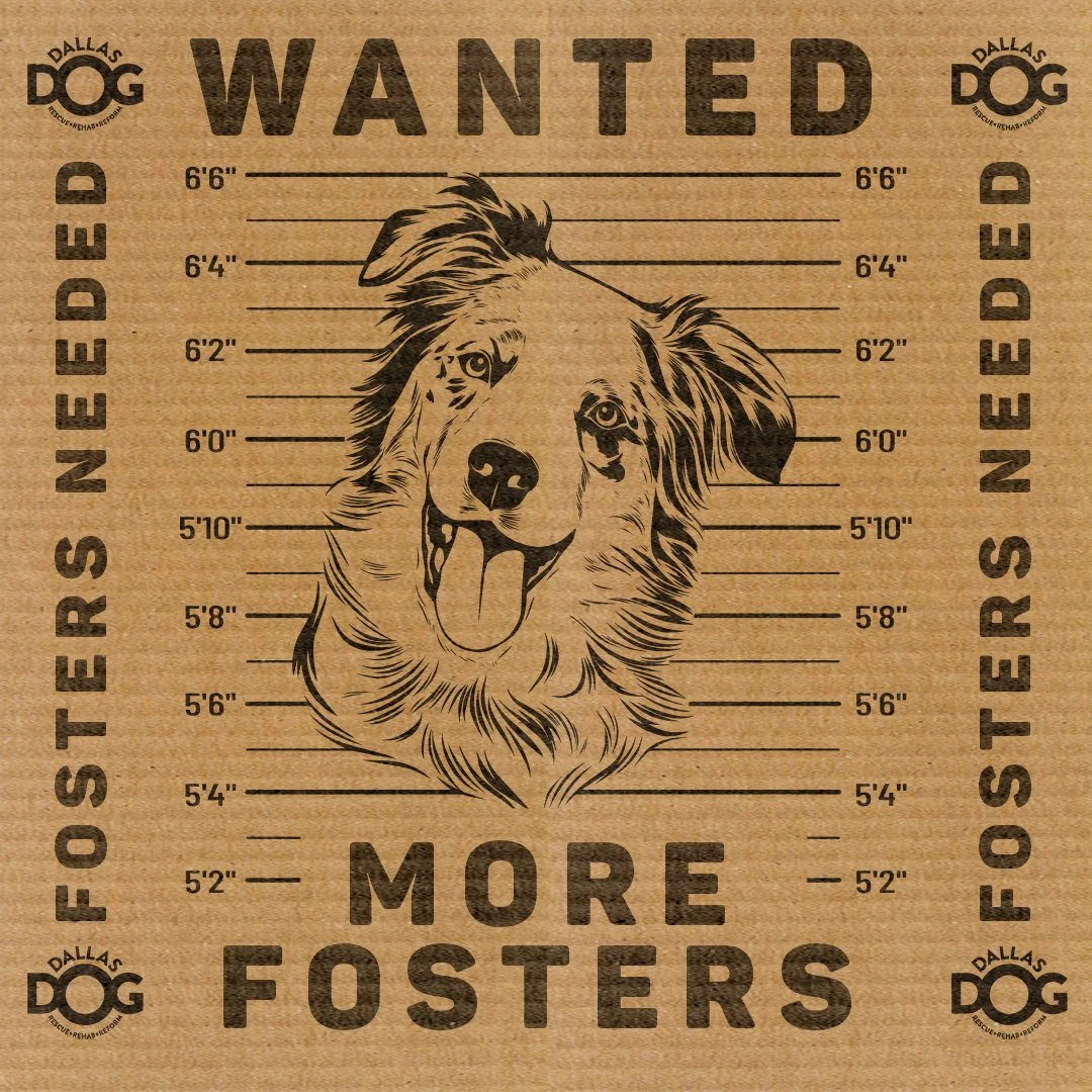 Fosters Needed_Post copy.jpg
