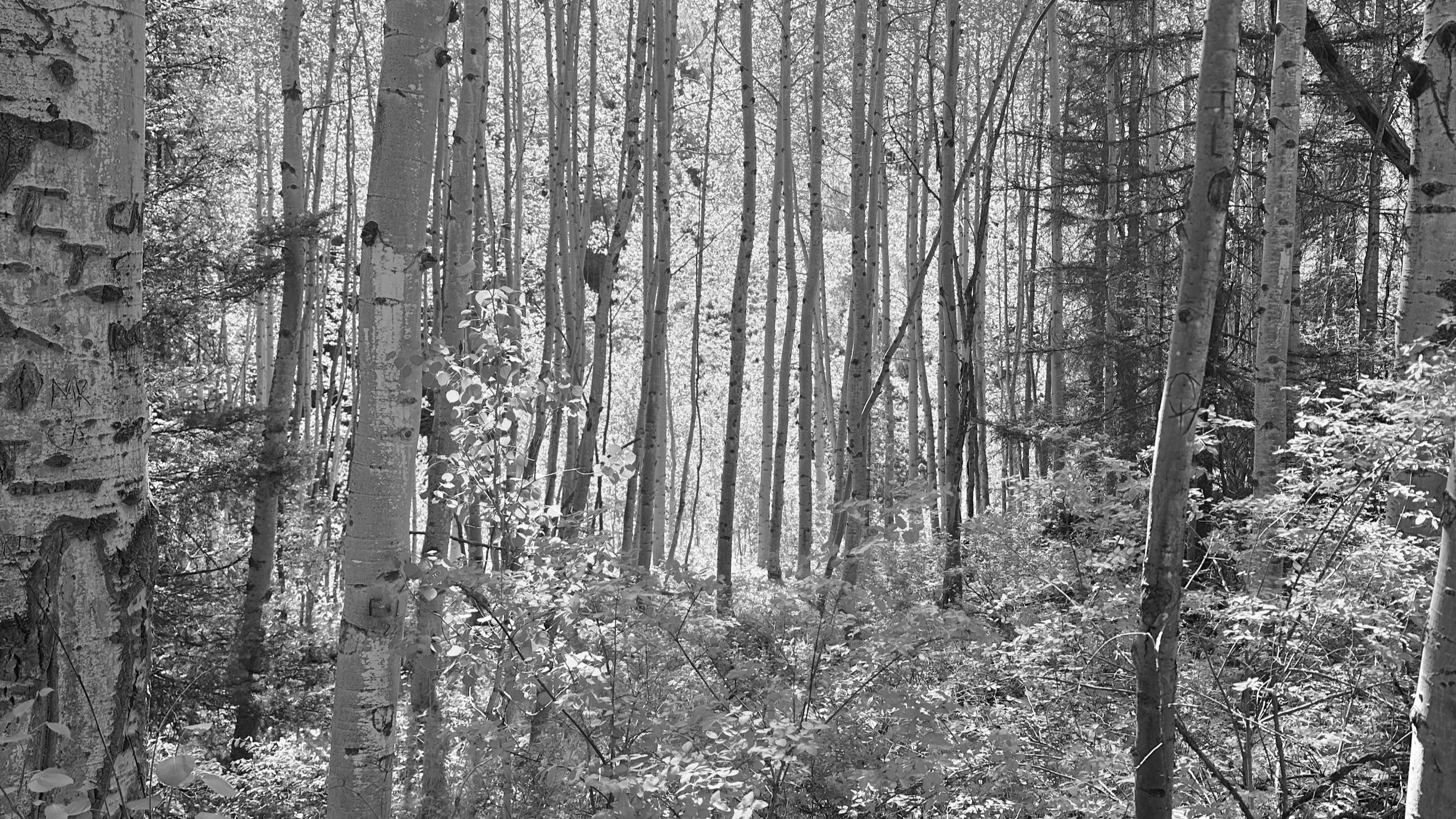 Black and white photograph of a forest with numerous tall, slender trees with peeling bark, sunlight filtering through foliage, and dense undergrowth.