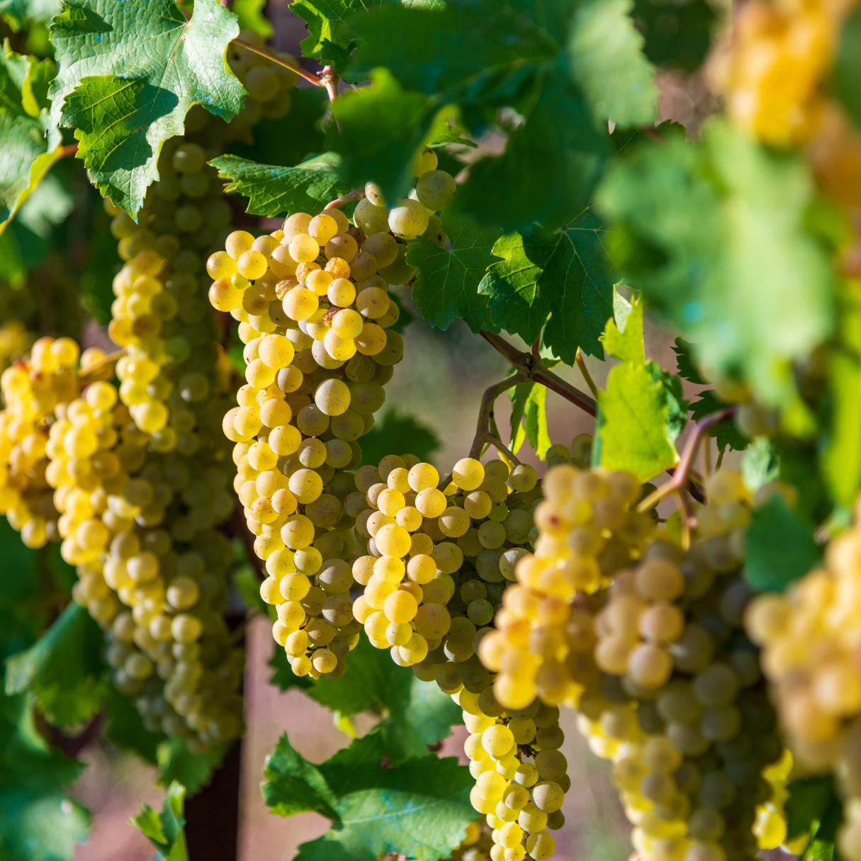 Gouden druiven hangen aan wijnstokken met groene bladeren