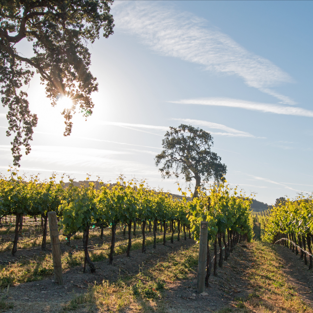 Een zonnige wijngaard met rijpe druivenstokken, omringd door heuvels en twee grote bomen onder een blauwe hemel met wispy witte wolken.
