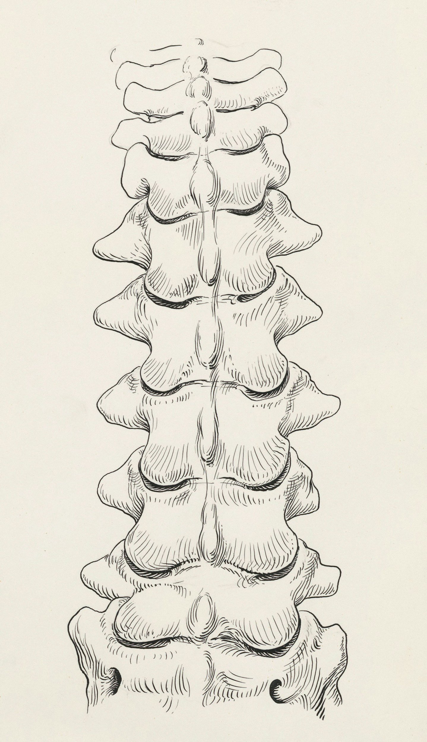 A black and white line drawing of a human spine.