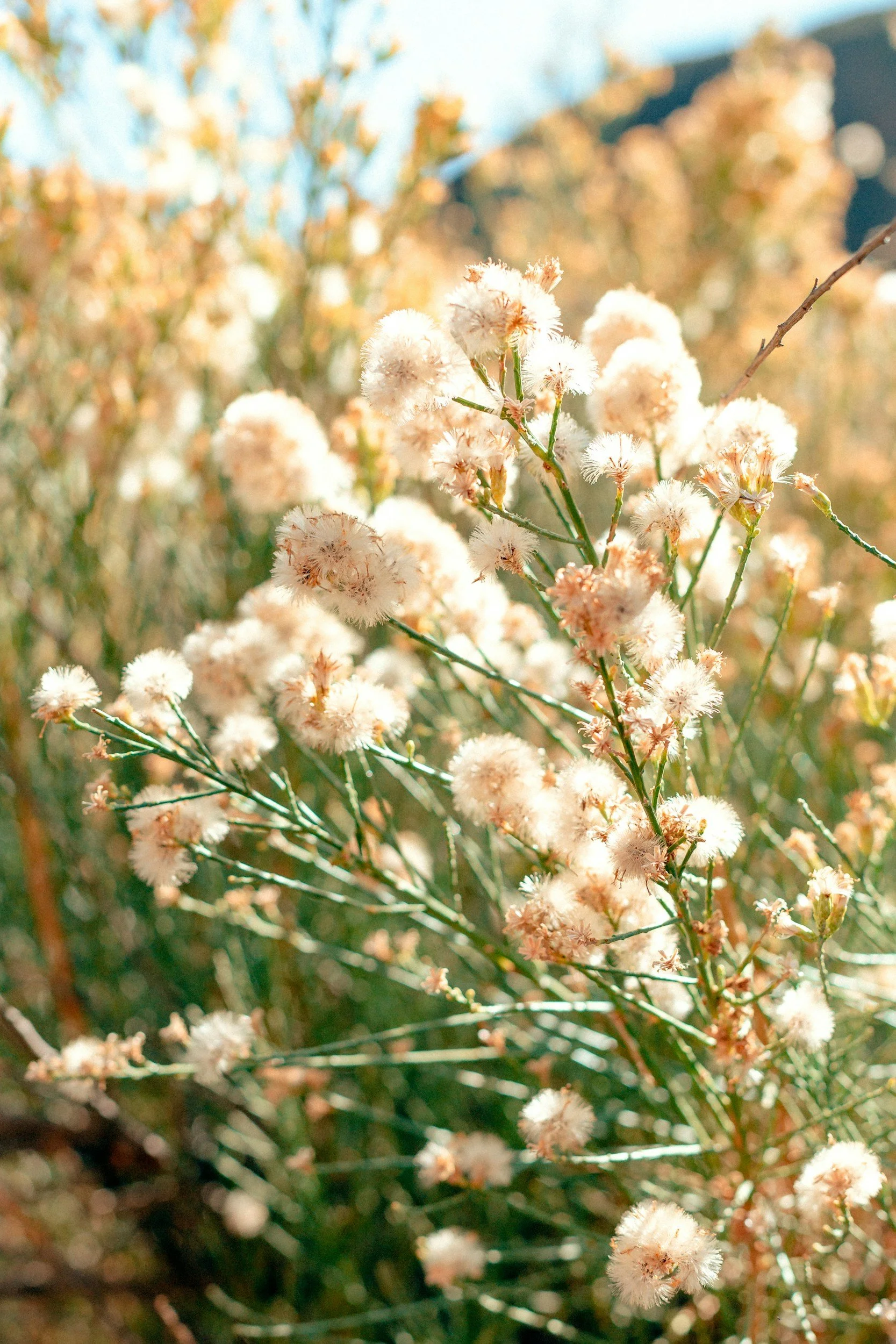Close-up of white fluffy flower clusters growing on a plant with a blurred background of more flowers and clear sky.