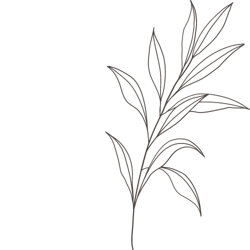 Line drawing of a leafy plant with multiple slender leaves.