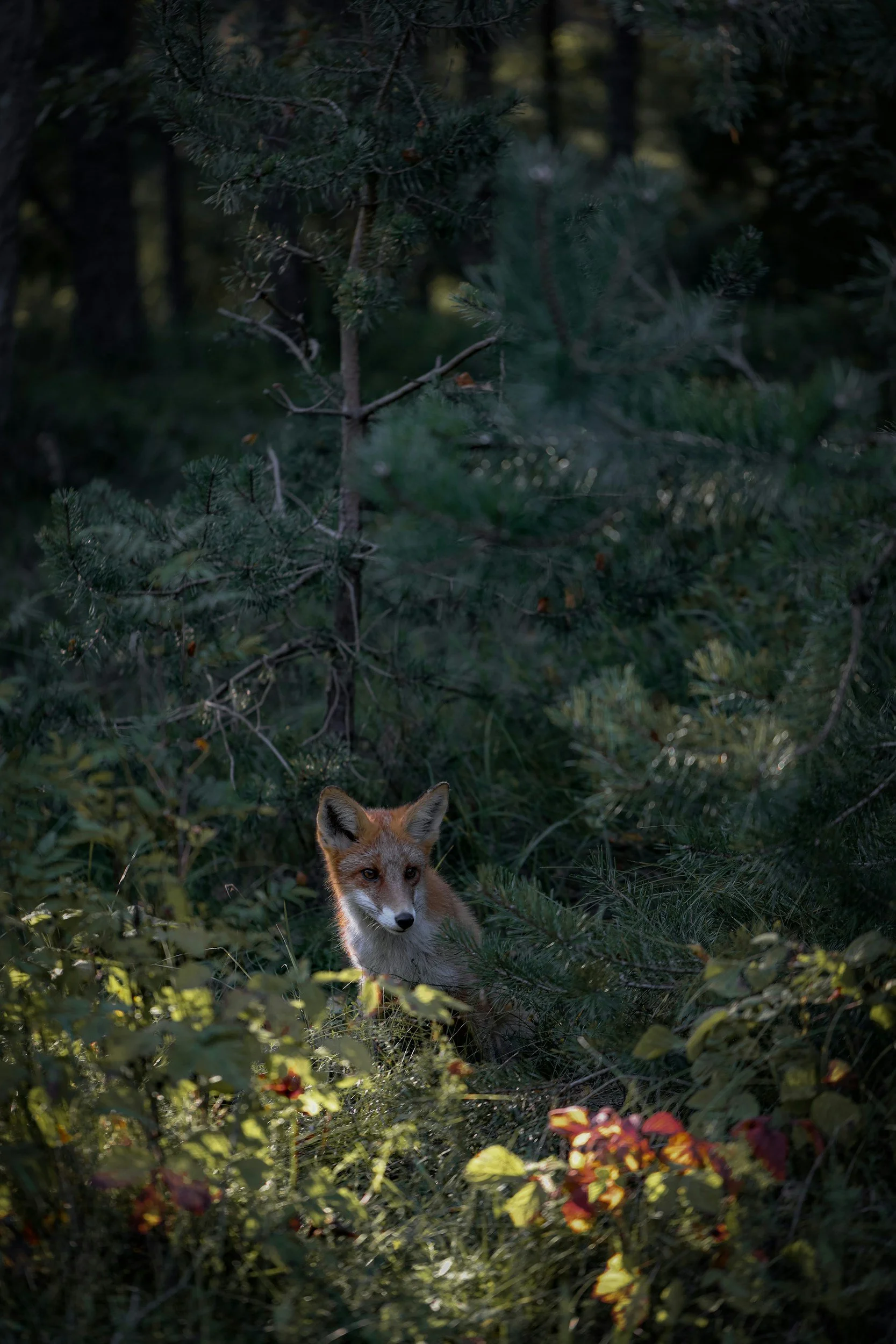Fox illustration, symbolizing Willow & Fox Therapy’s focus on insight and growth