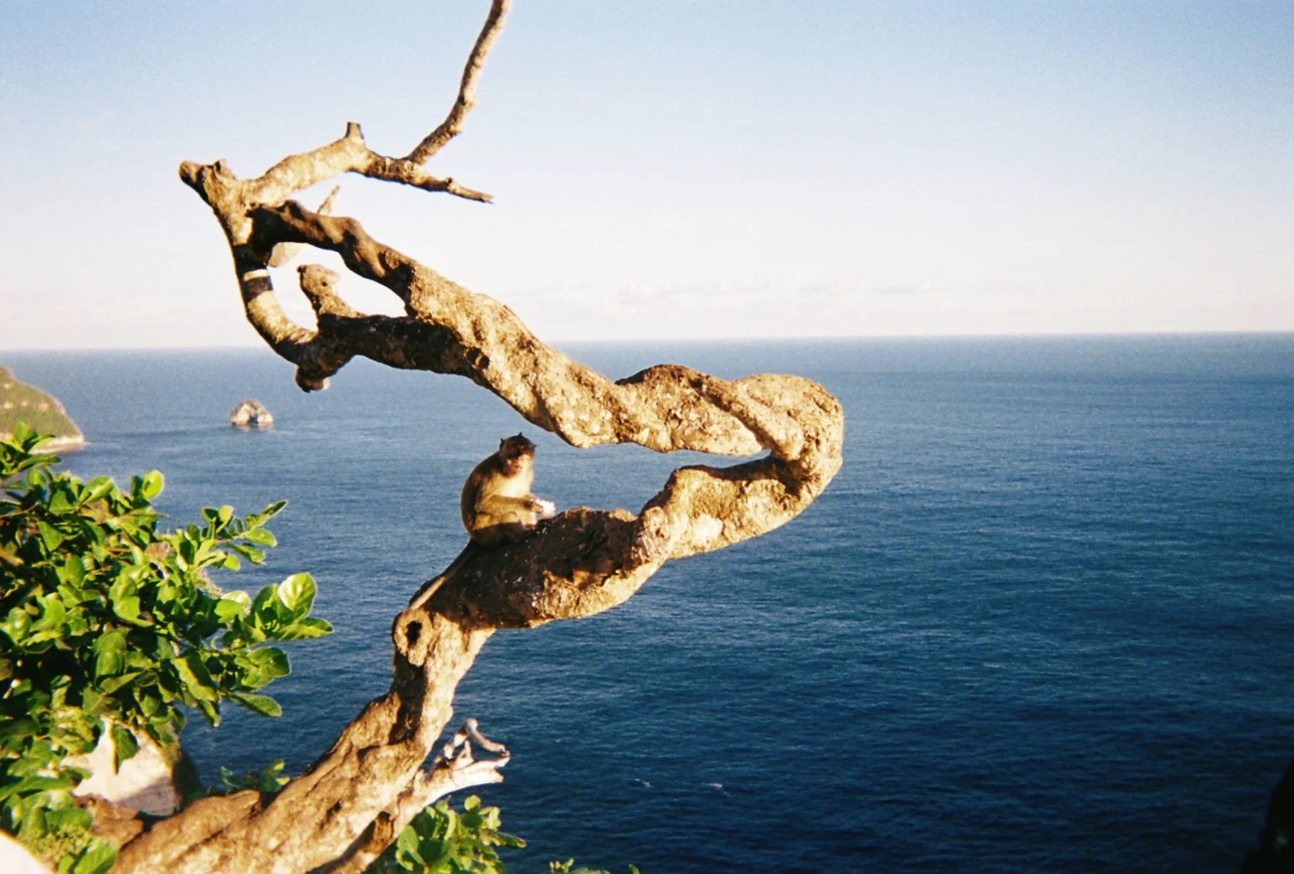 The Full Transformation: Fitness, Nutrtion & Wellness