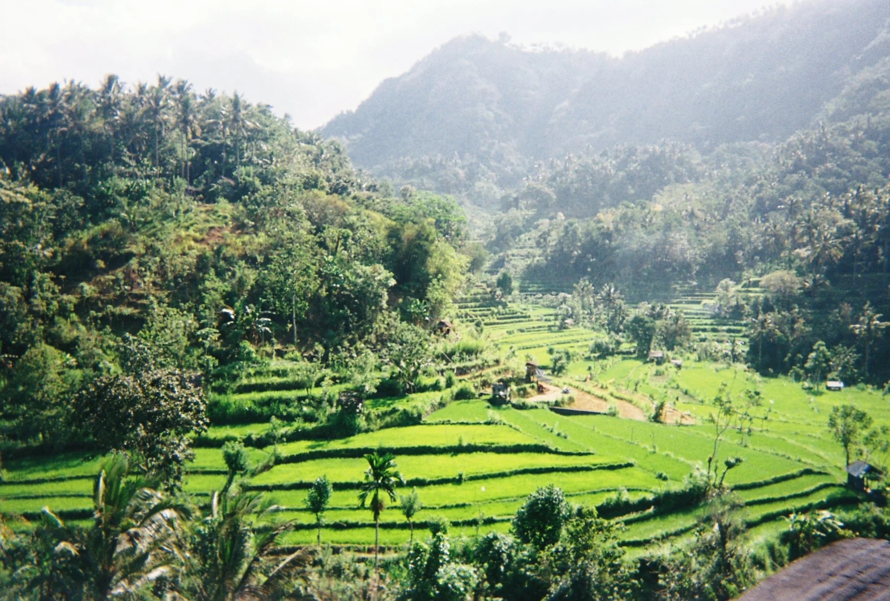 Nutrition - OR - Fitness Plan