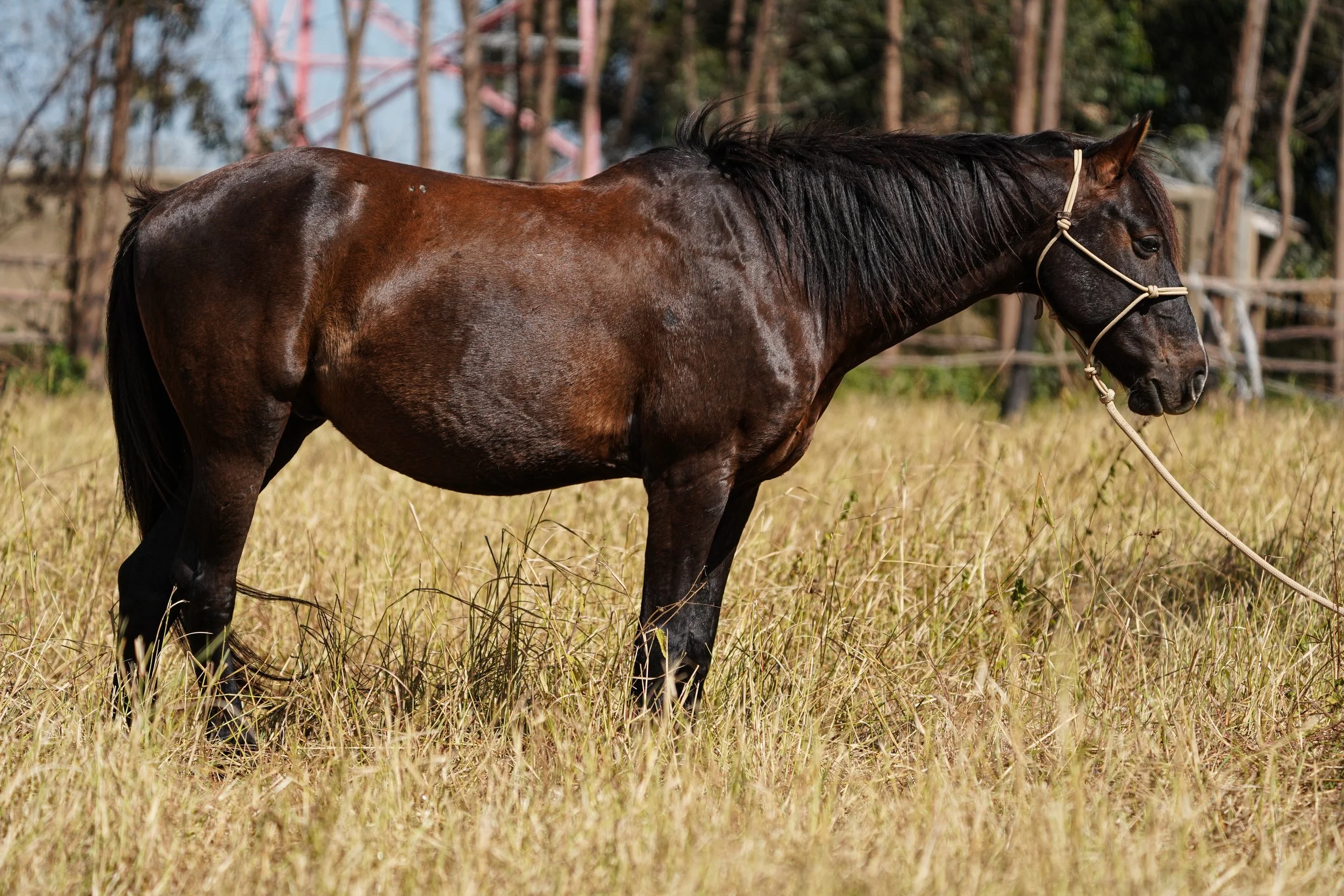 A brown horse with black mane standing in a grassy field with trees and a structure in the background