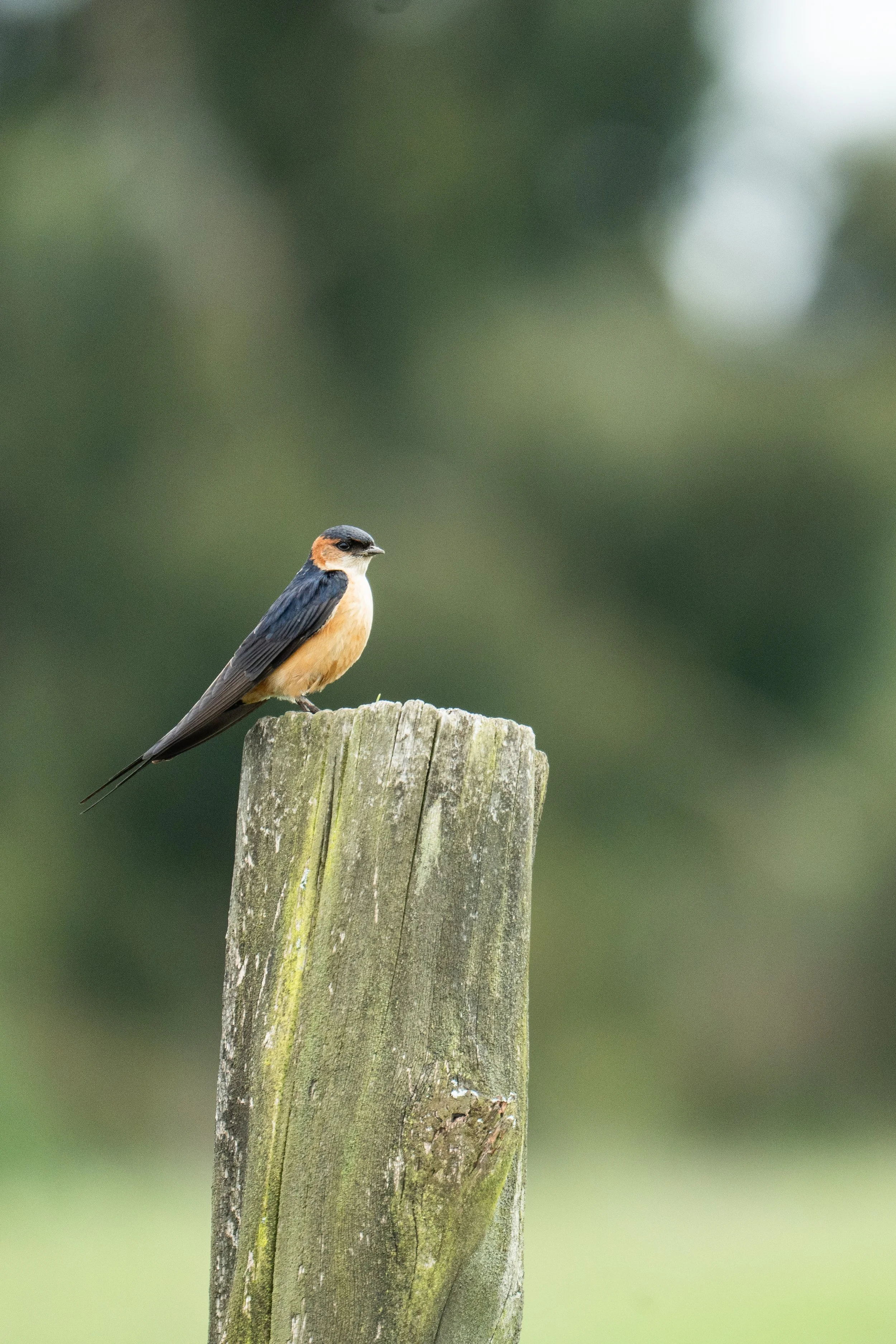 A small bird with orange and black coloring perched on a weathered wooden post against a blurred green background.