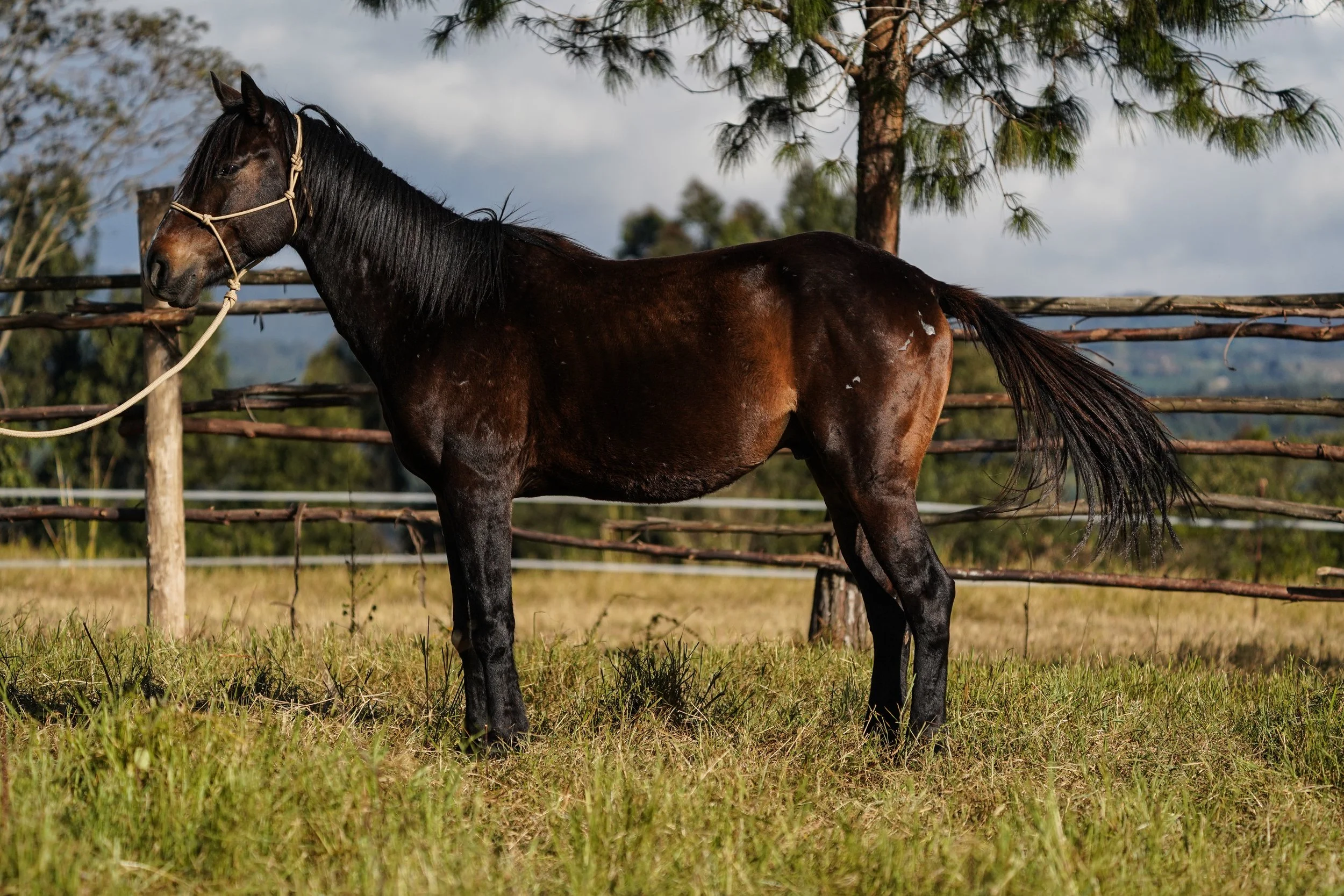 A dark brown horse with a black mane stands in a grassy field fenced with wooden rails. The horse is wearing a rope halter. Background features trees and a cloudy sky.