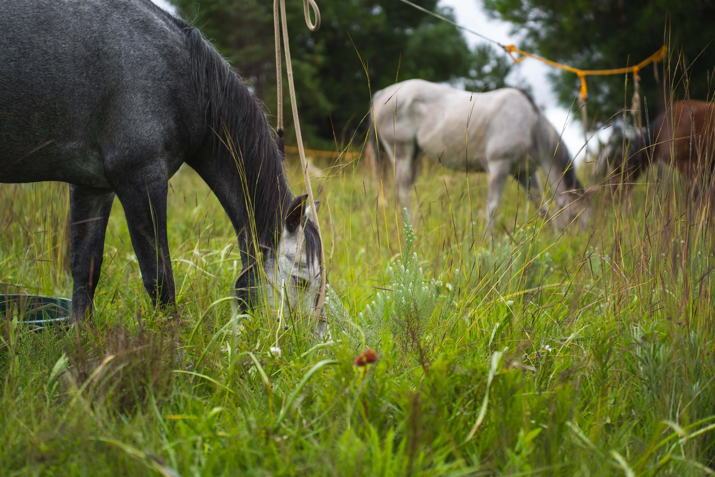 A black horse grazing in a grassy field with other horses in the background, some tied with ropes, in a lush outdoor setting with trees.