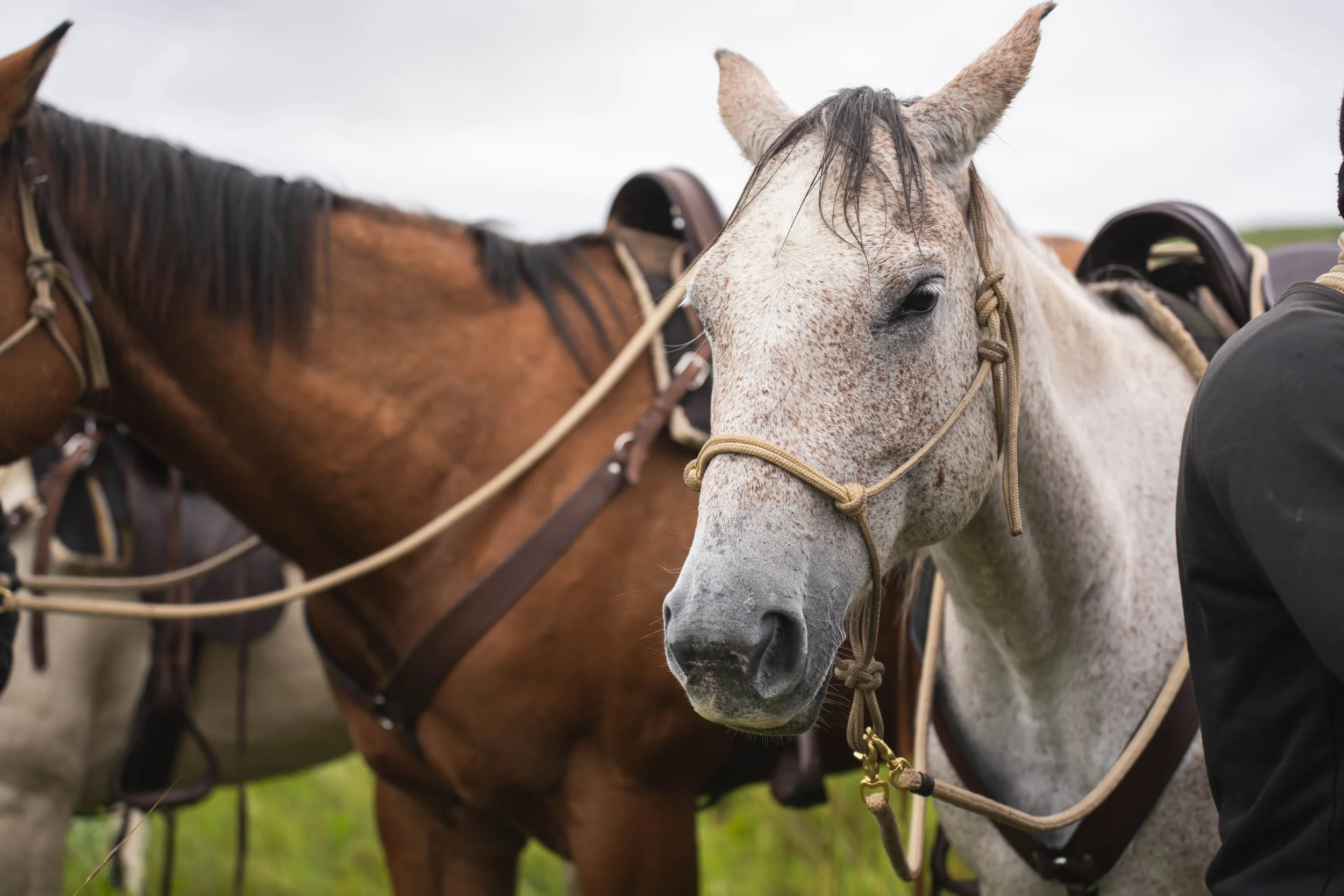 Close-up of a white speckled horse with a gray mane, standing outdoors near another brown horse. preparting to be on a horse safari.