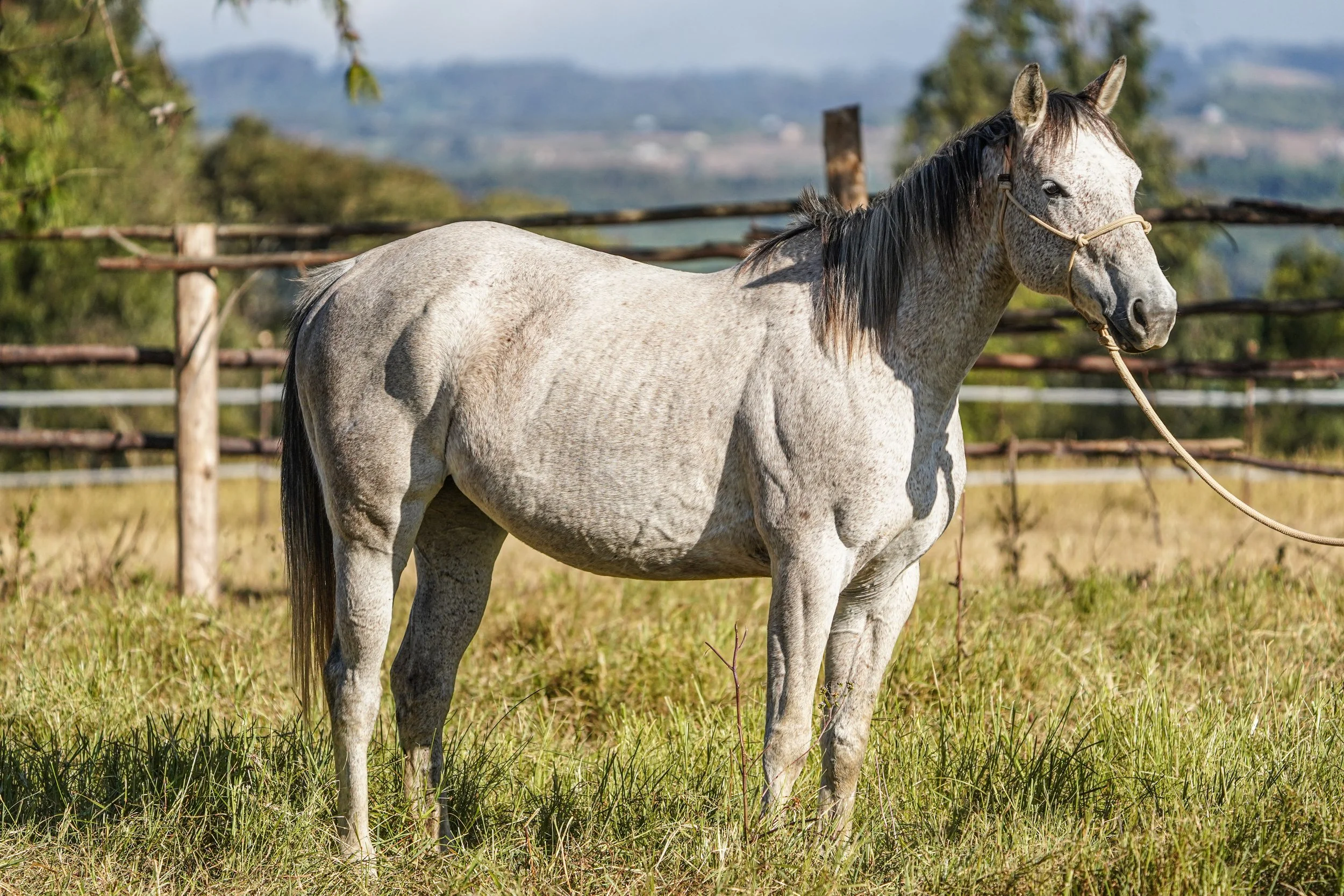 A gray horse with black mane standing on grass in a field, with trees, wooden fence, and mountains in the background on a clear day.