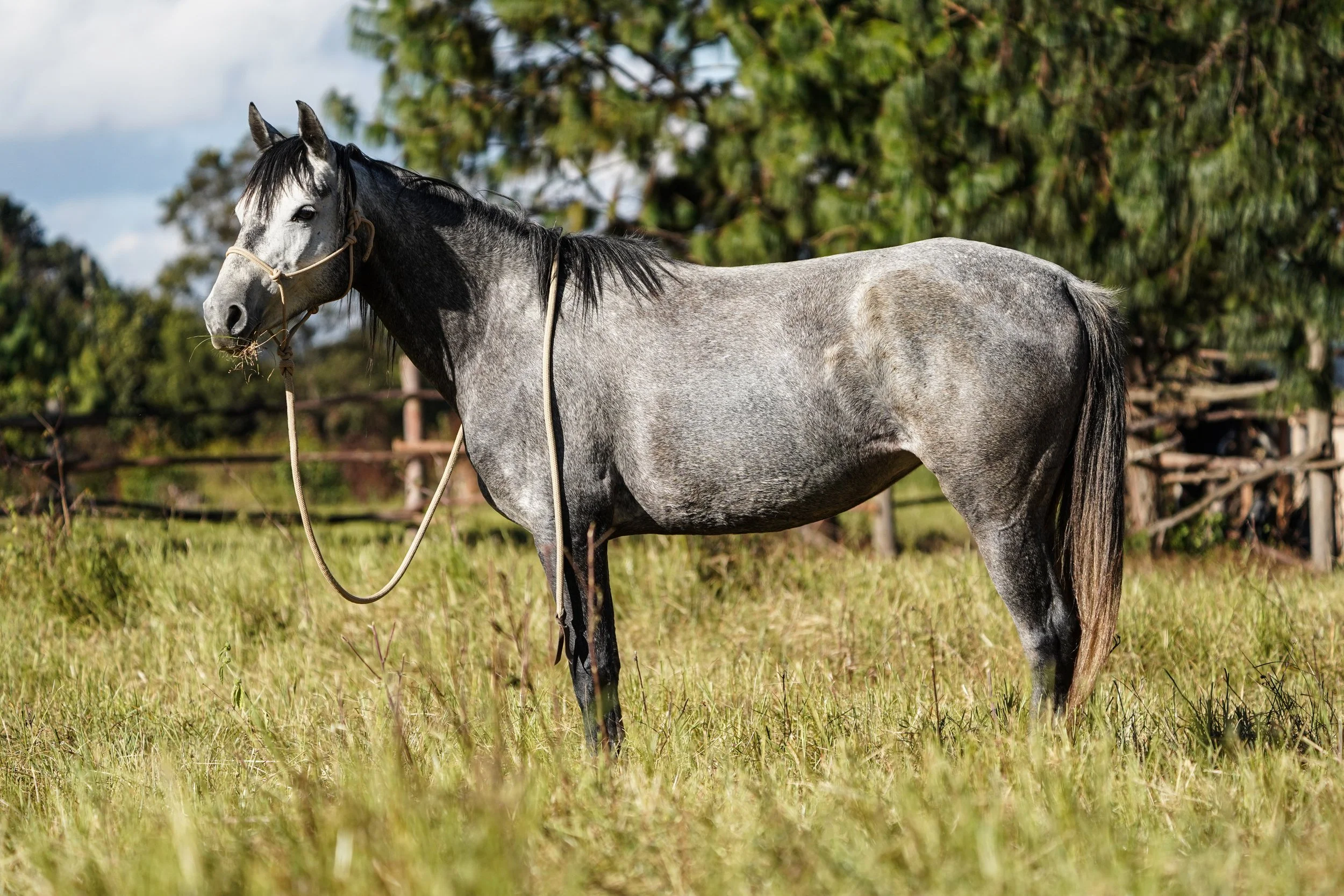 A gray horse with a black mane standing in a grassy field, facing left, with trees in the background.