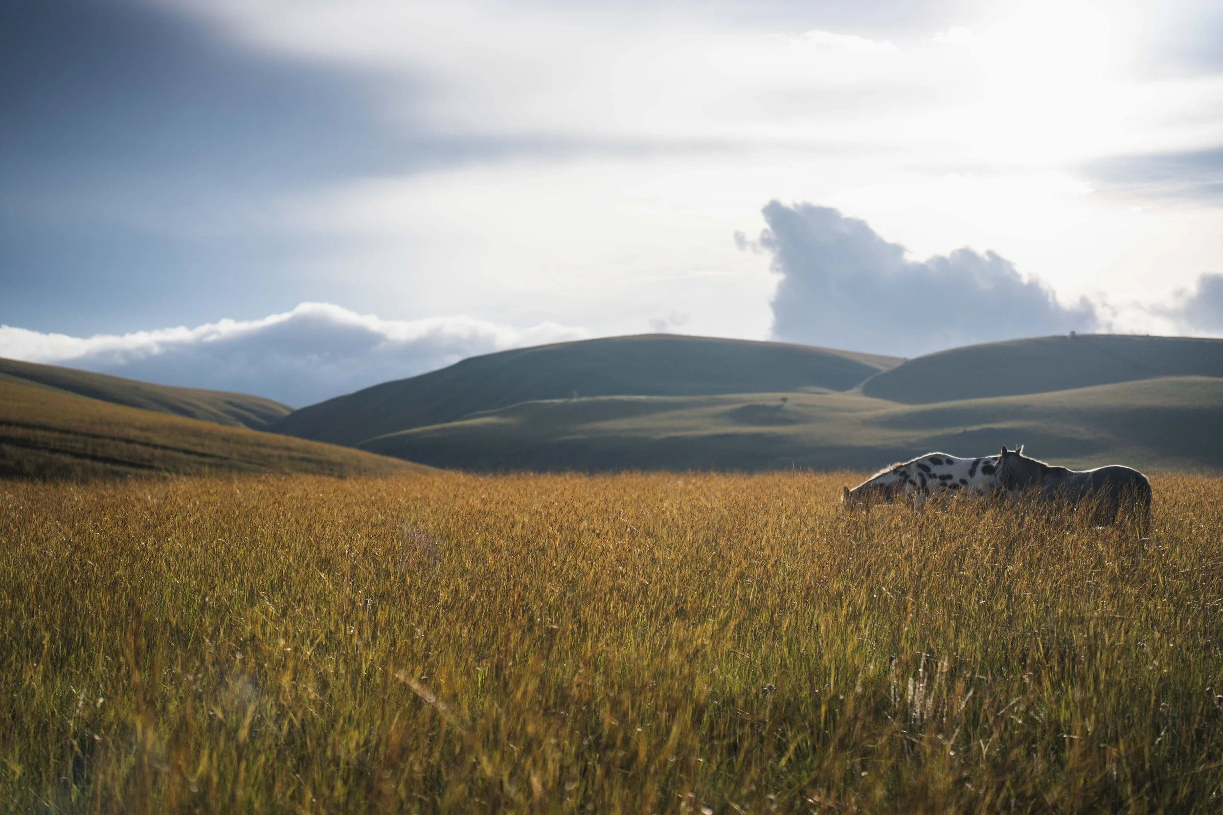 A scenic landscape with rolling hills, grassy fields, and a nearby horses resting on the grass in the foreground, under a partly cloudy sky with sunlight breaking through.