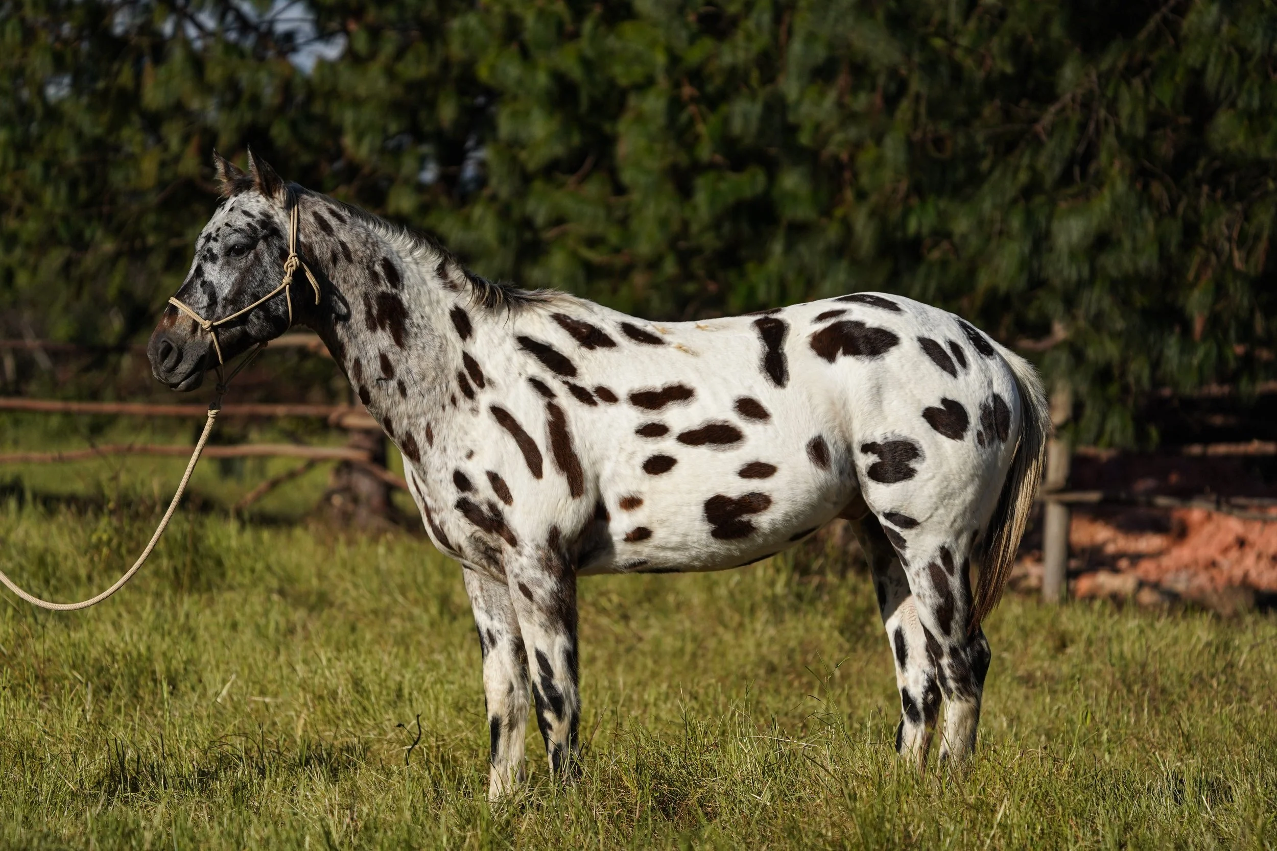 A spotted horse standing on grass with a green leafy background.