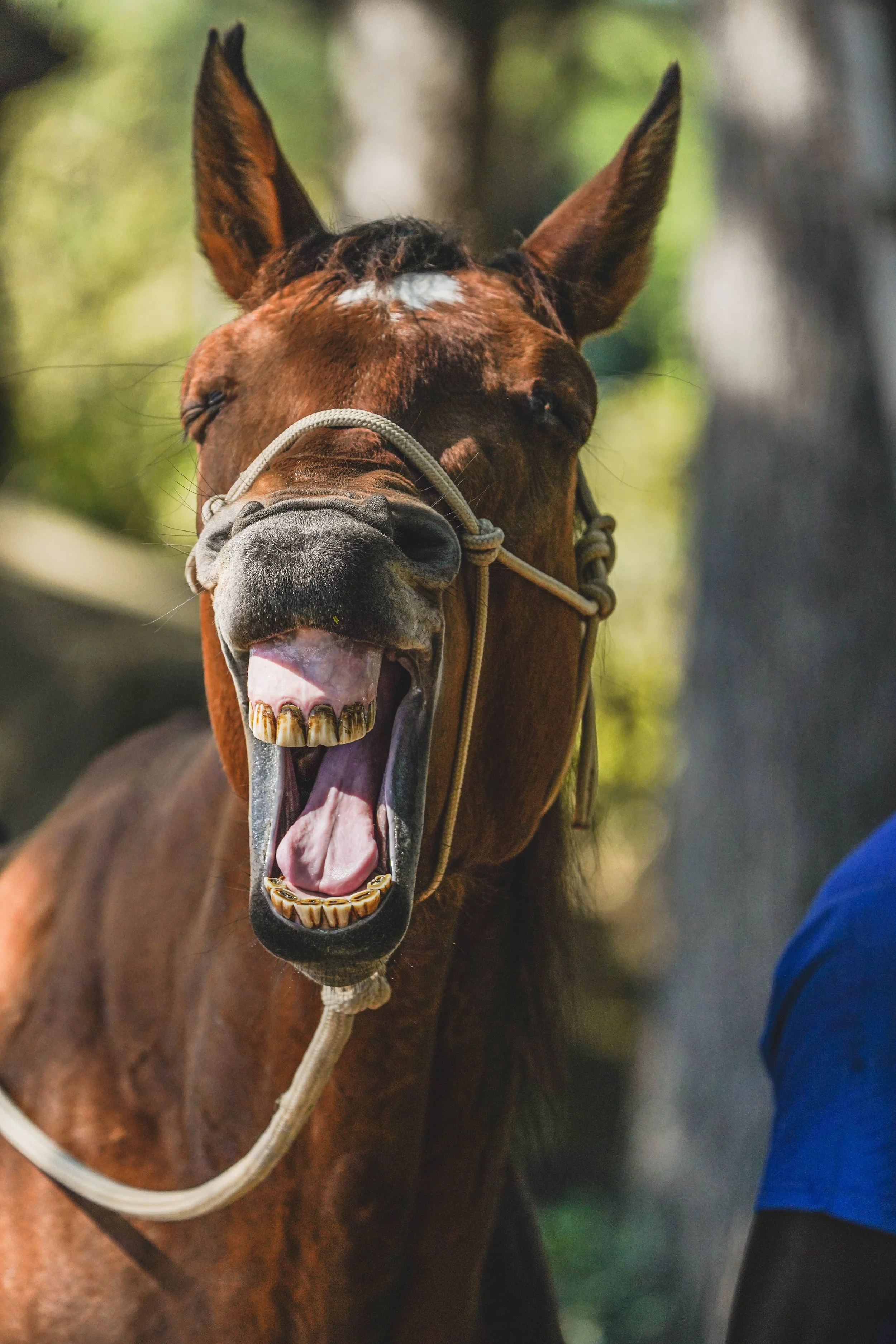 A brown horse with its mouth open, showing teeth and tongue, wearing a halter. Behind the horse, part of a person wearing a blue shirt is visible. The background is blurred with green and dark tones.