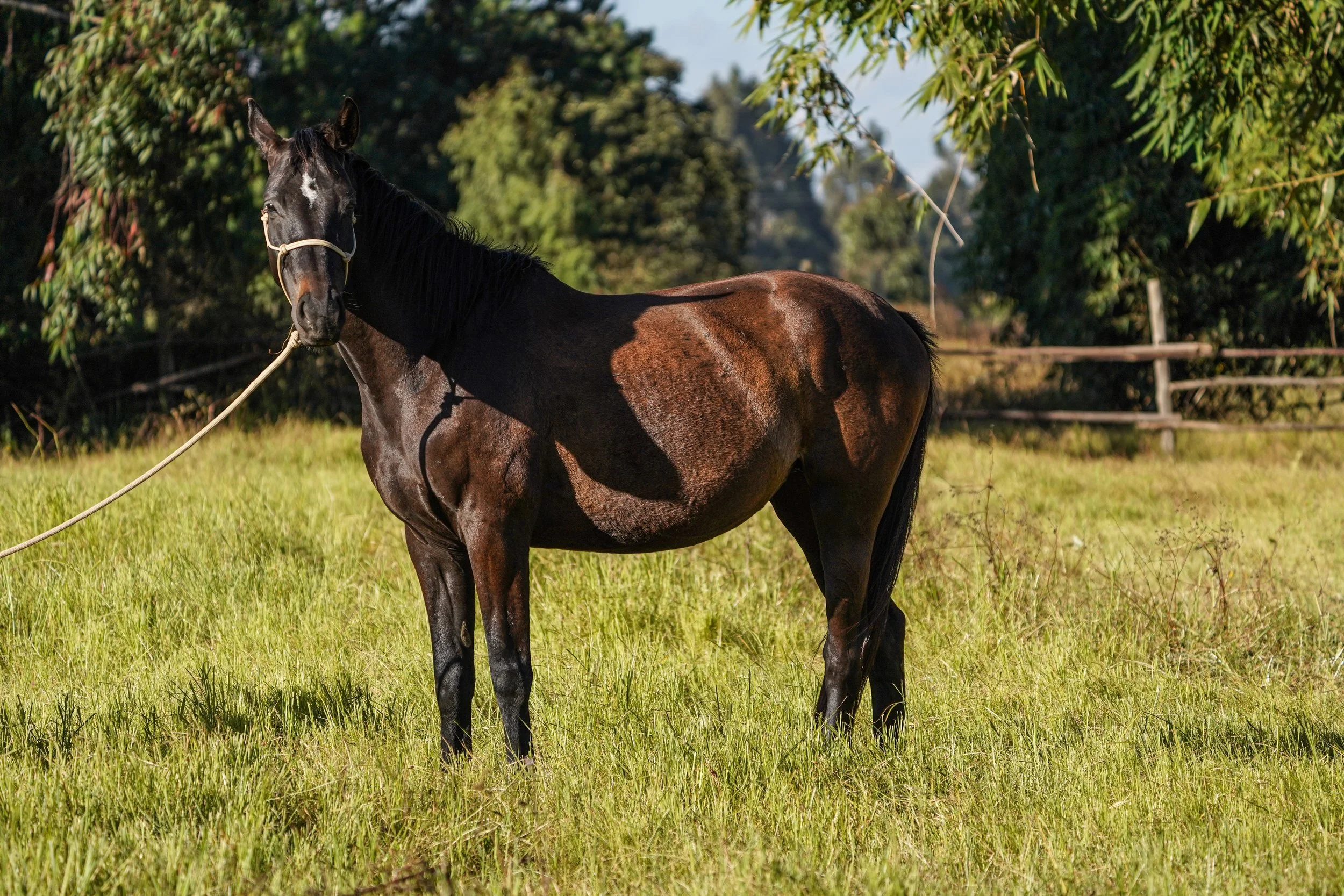 A brown horse with a white star on its face standing in a grassy field, surrounded by trees under a clear sky.