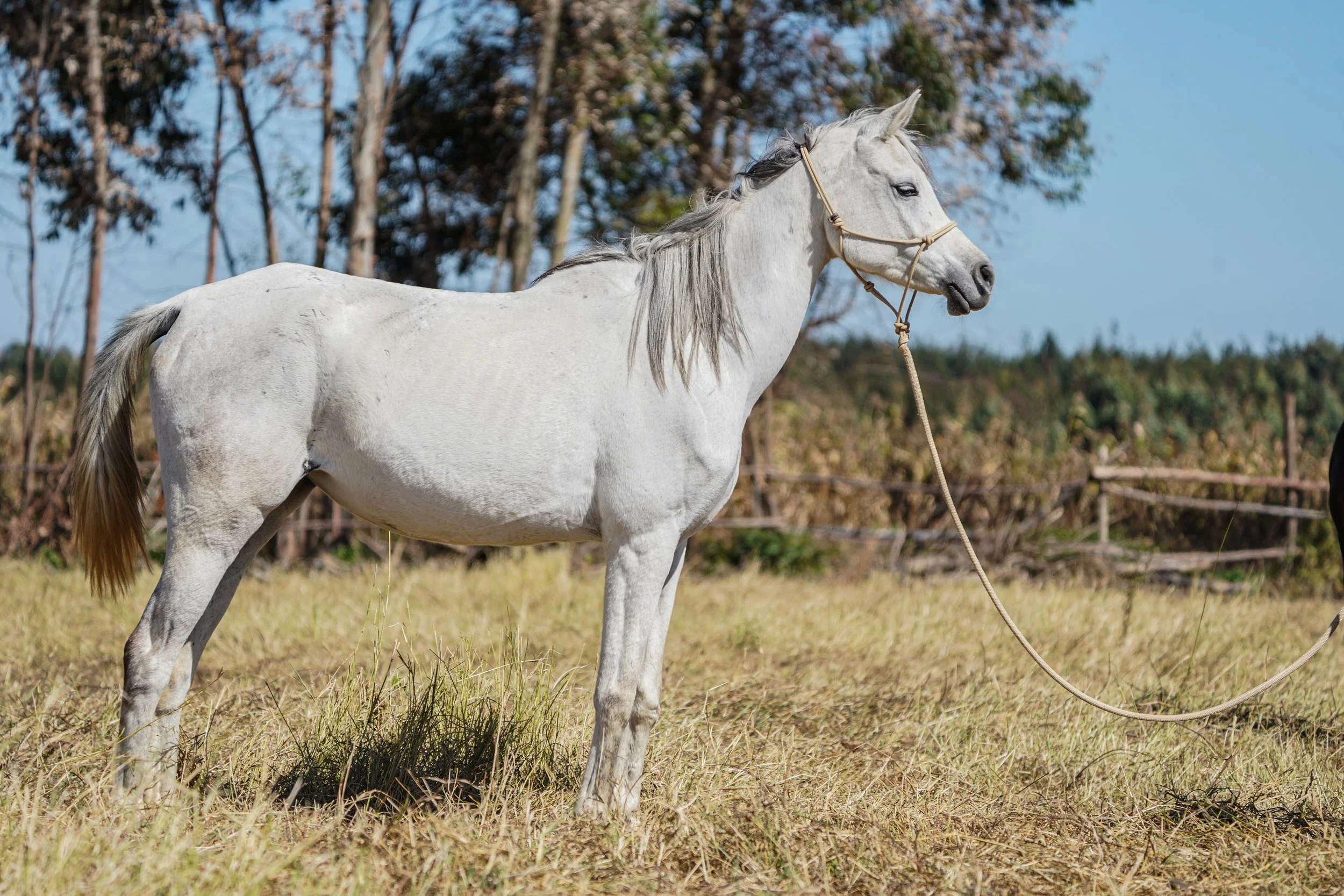 A white horse standing in a grassy field with trees and a clear blue sky in the background.