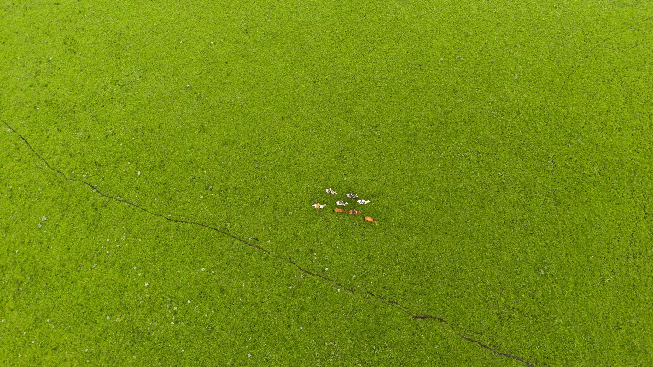 Aerial view of a green field with a small group riders on a worn path. 