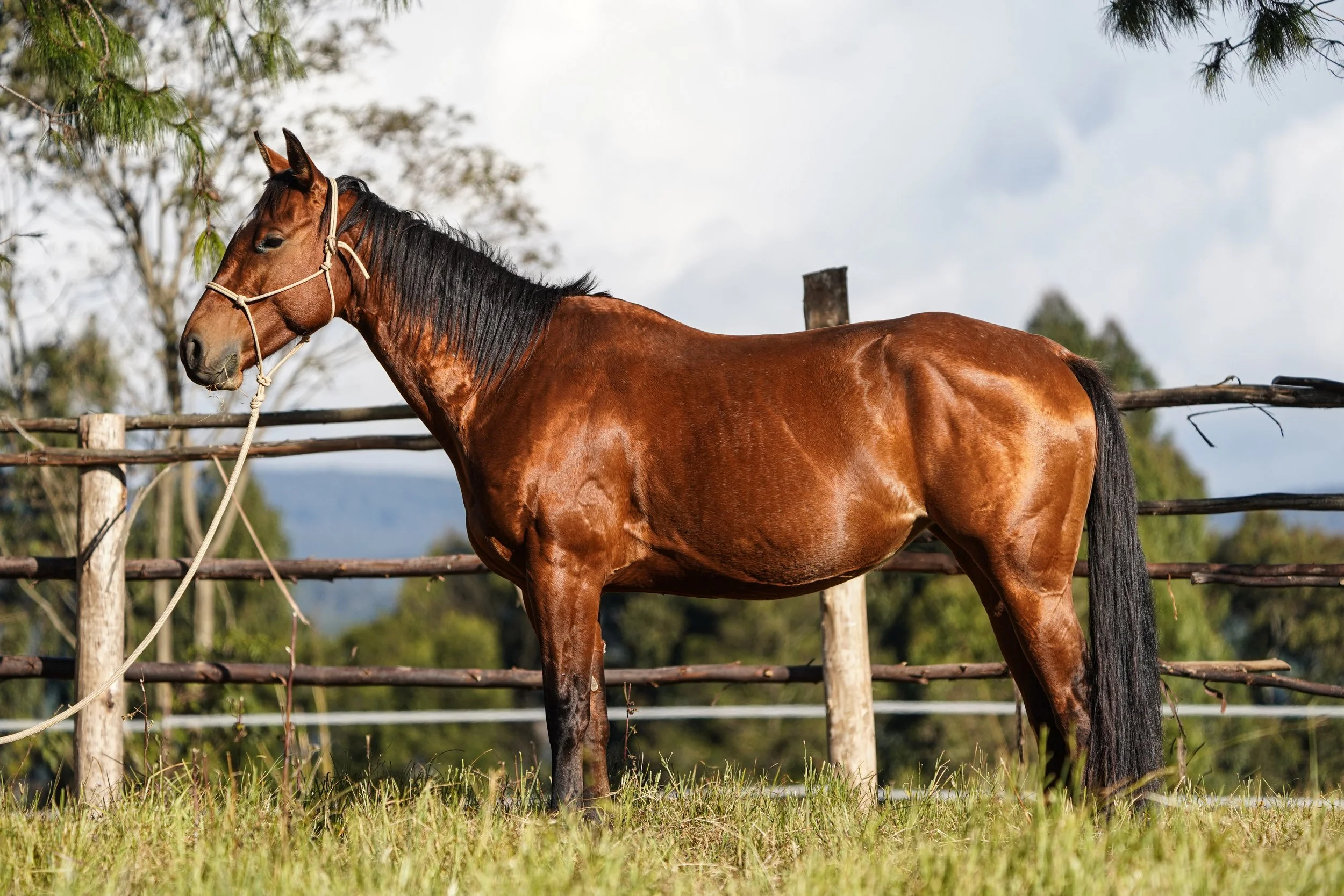 Registered QH mare with a heart of gold. Balanced and forward she makes a perfect partner on safari.