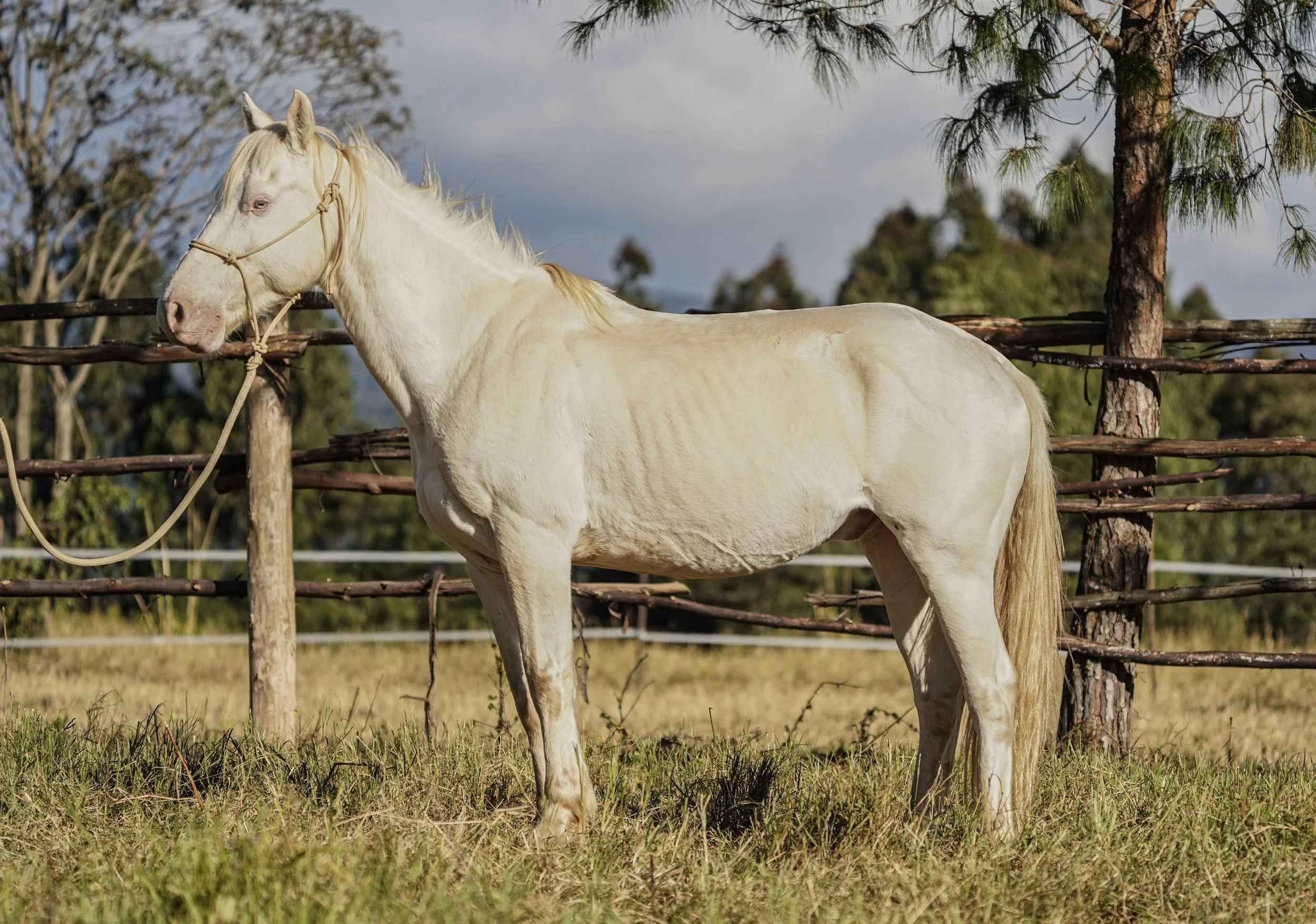 A white horse standing in a grassy field behind a rustic wooden fence, with trees and cloudy sky in the background.