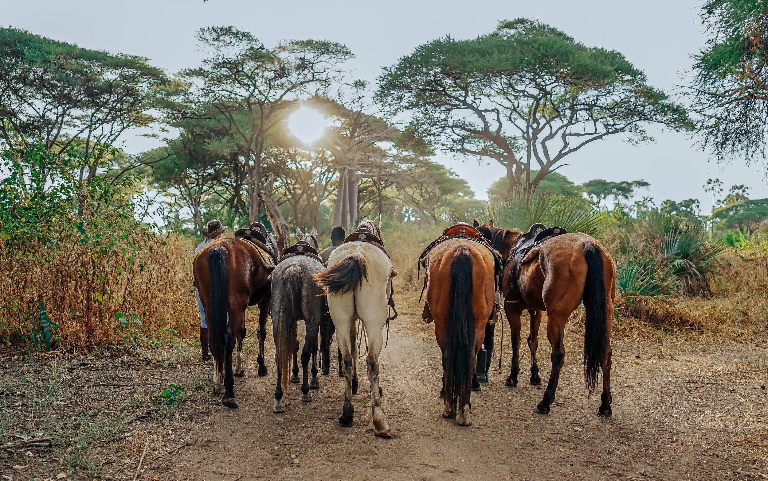 A group of horses and riders walking along a dirt path through a lush, green forest with tall trees and sunlight filtering through the canopy.