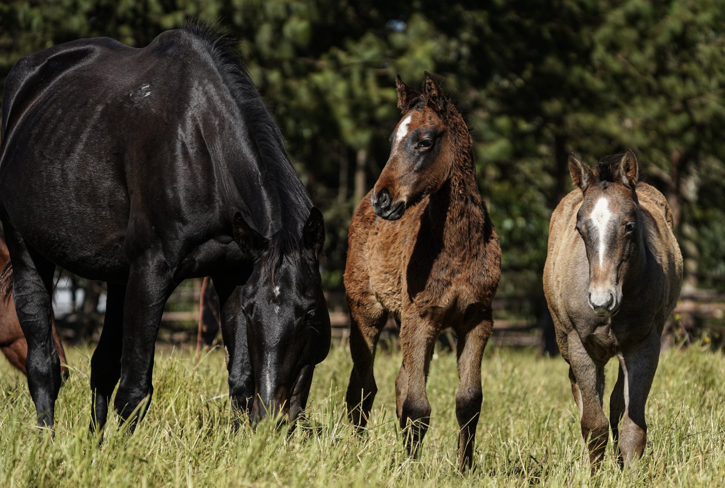 A black horse, a brown foal, and a tan and black foal standing on a grassy field with trees in the background.