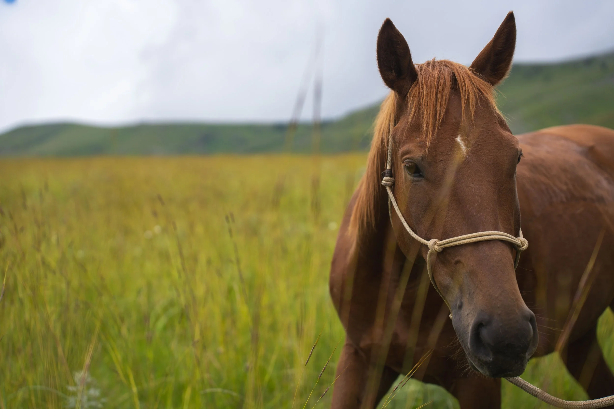 A brown horse with a white marking on its face, standing in a grassy field with a blurred background of hills and cloudy sky.