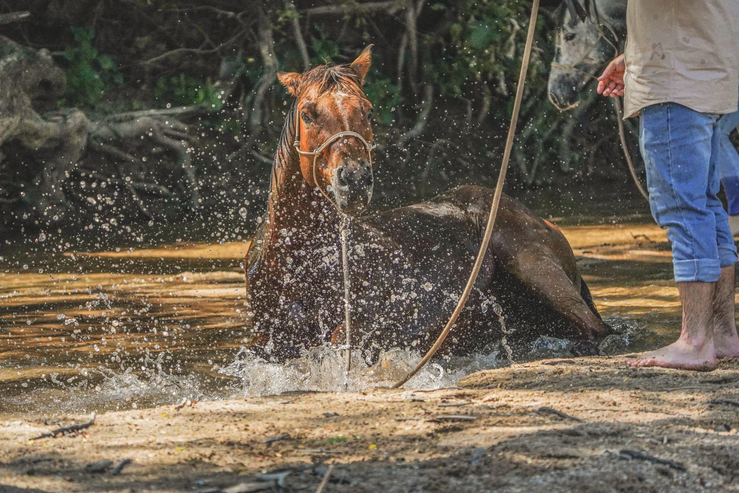 A person guiding a horse through water in a natural outdoor setting, with water splashing around the horse.